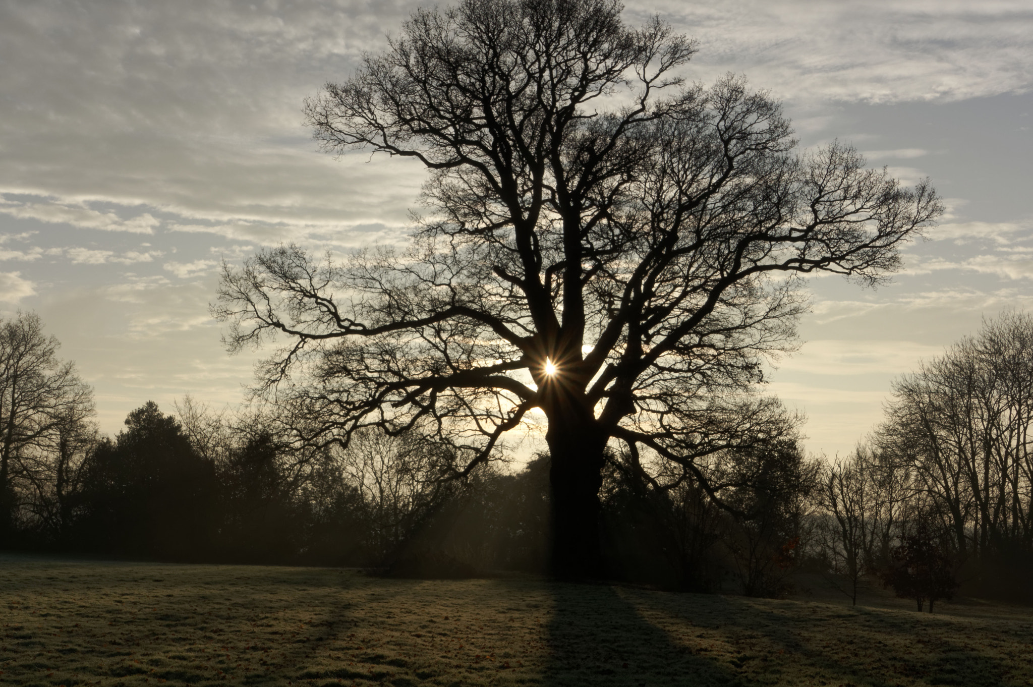 Pentax K-3 II + Pentax smc DA 18-270mm F3.5-6.3 ED SDM sample photo. Winter oak tree. photography