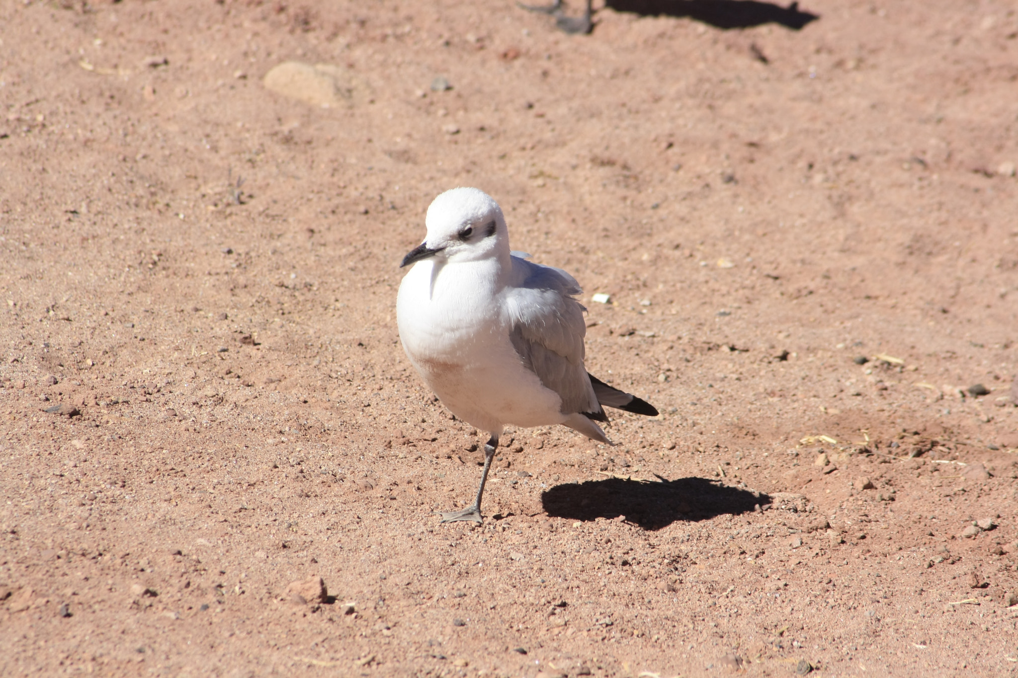 Canon EF 55-200mm F4.5-5.6 II USM sample photo. Austrinus strong bird photography