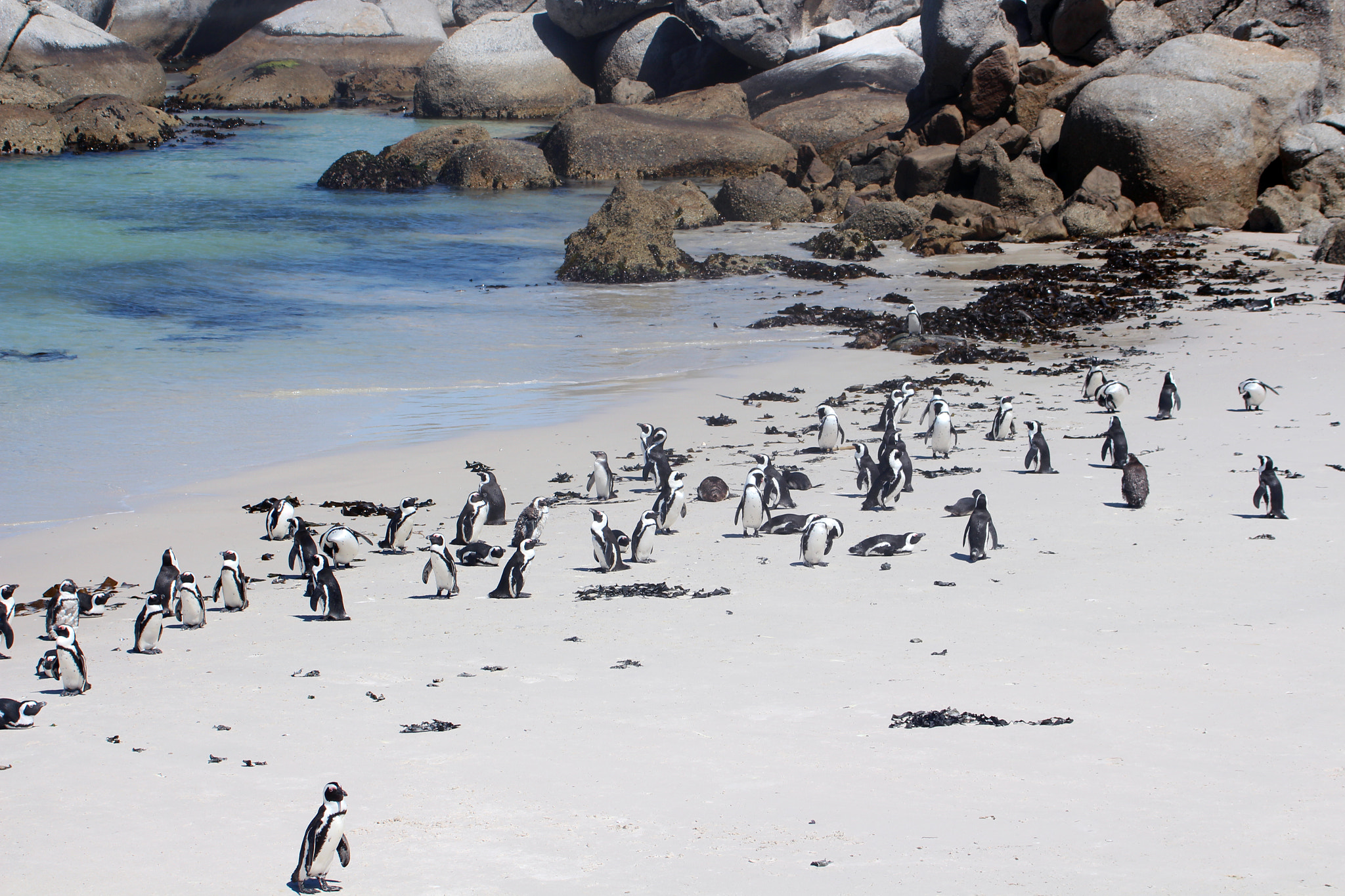 Canon EF 55-200mm F4.5-5.6 II USM sample photo. Austrinus a beach owned by penguins photography