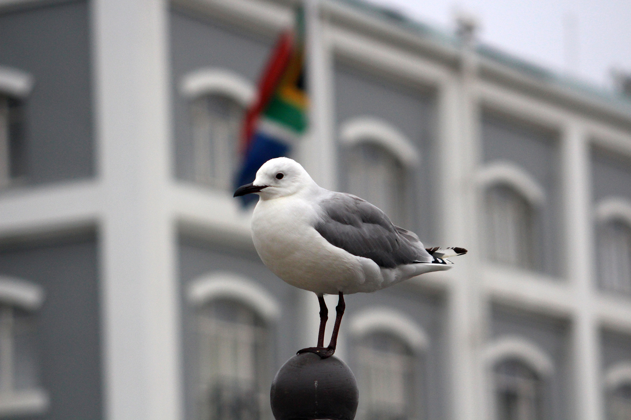 Canon EOS 650D (EOS Rebel T4i / EOS Kiss X6i) + Canon EF 55-200mm F4.5-5.6 II USM sample photo. Austrinus south african seagull photography