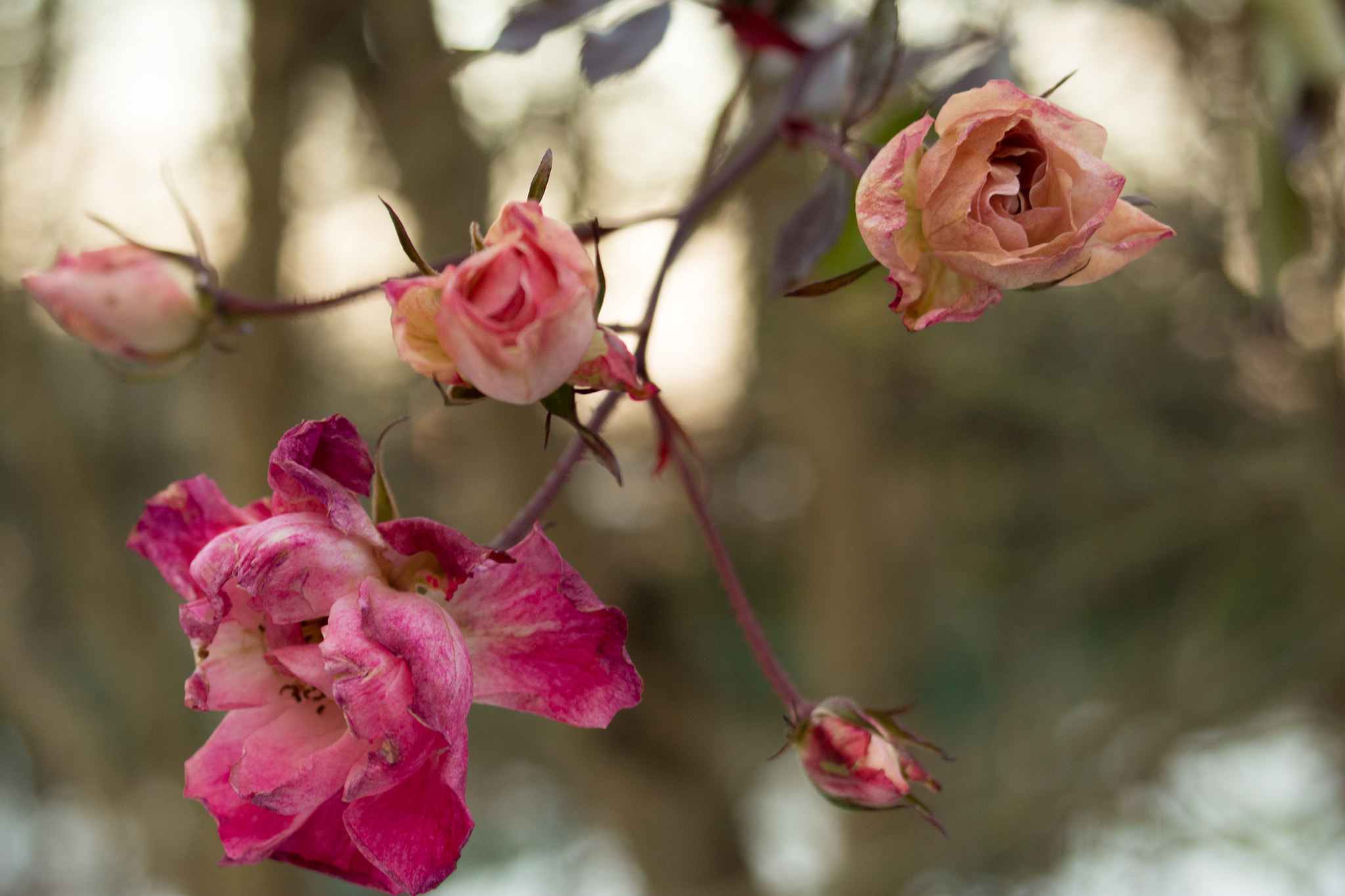 Nikon D7100 + AF Zoom-Nikkor 35-70mm f/3.3-4.5 sample photo. Winter roses photography