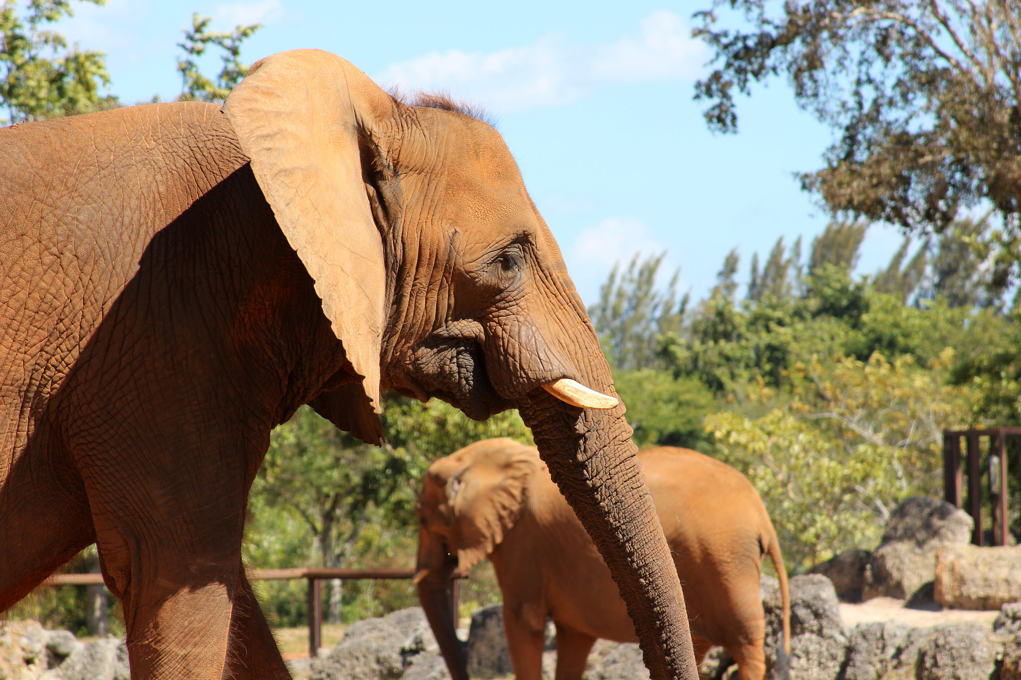 Canon EF 28-135mm F3.5-5.6 IS USM sample photo. Austrinus african elephant photography