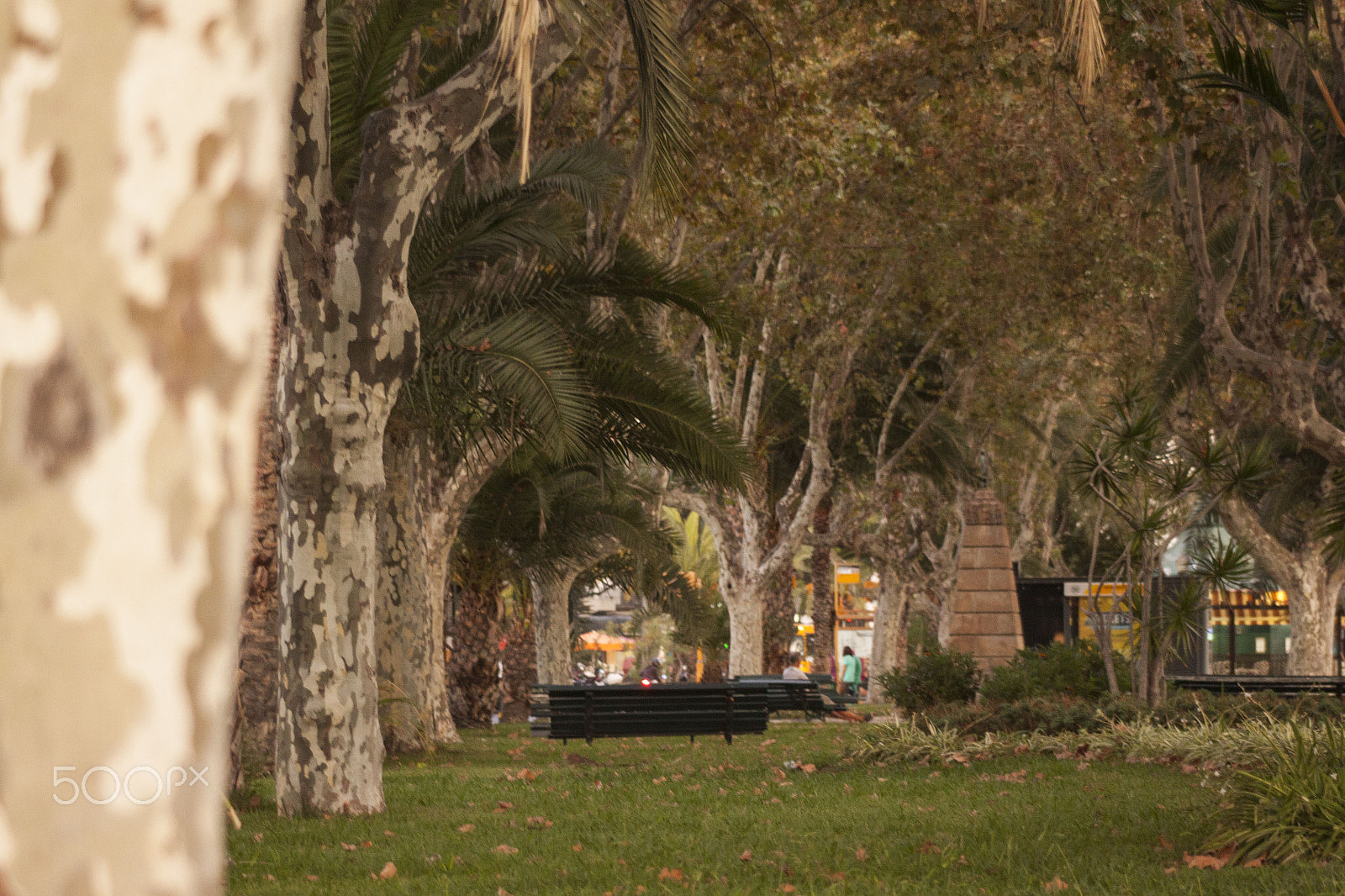 Canon EF 80-200mm F4.5-5.6 II sample photo. No focus... photography