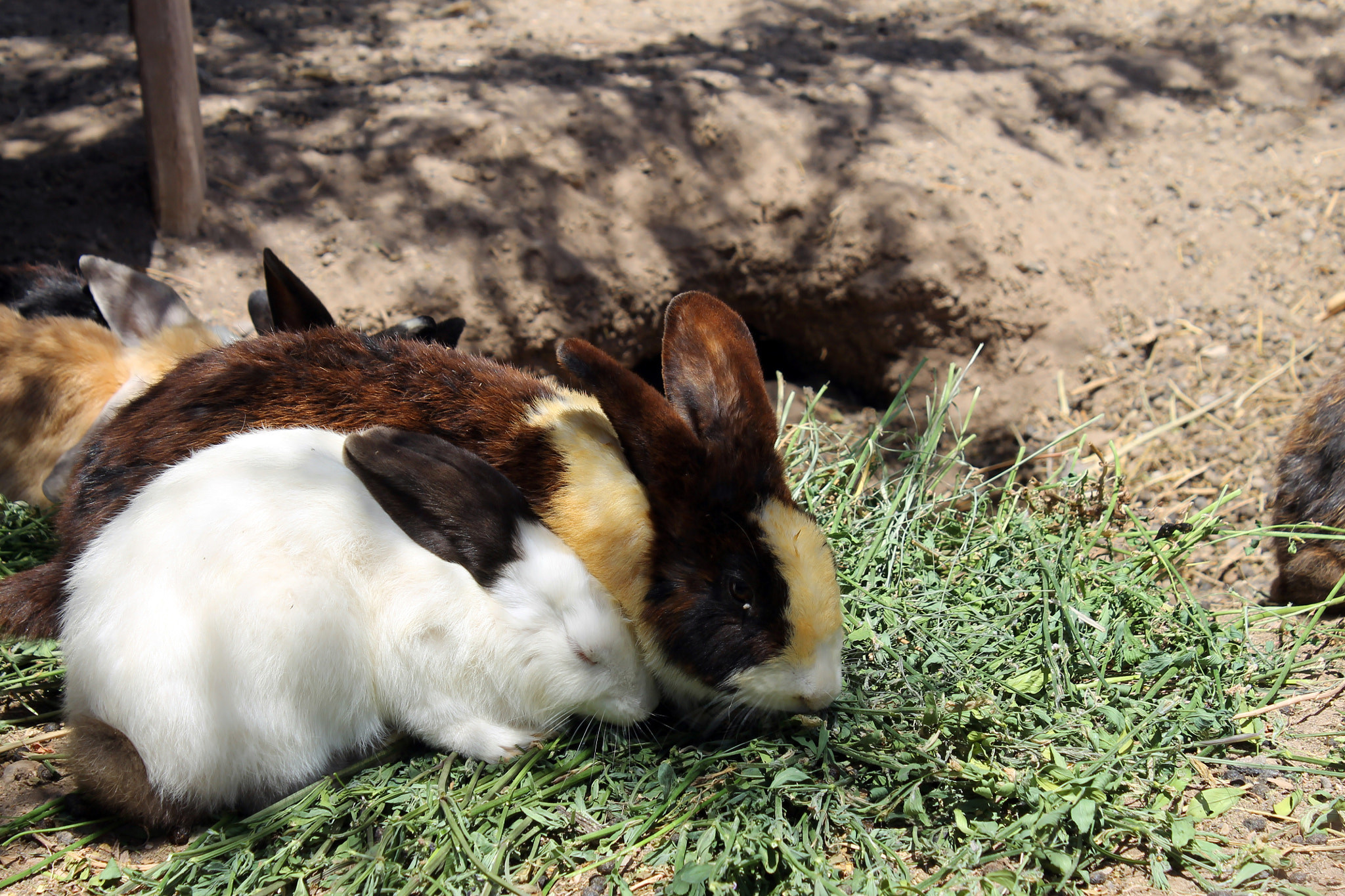 Canon EOS 1100D (EOS Rebel T3 / EOS Kiss X50) sample photo. Austrinus rabbits photography