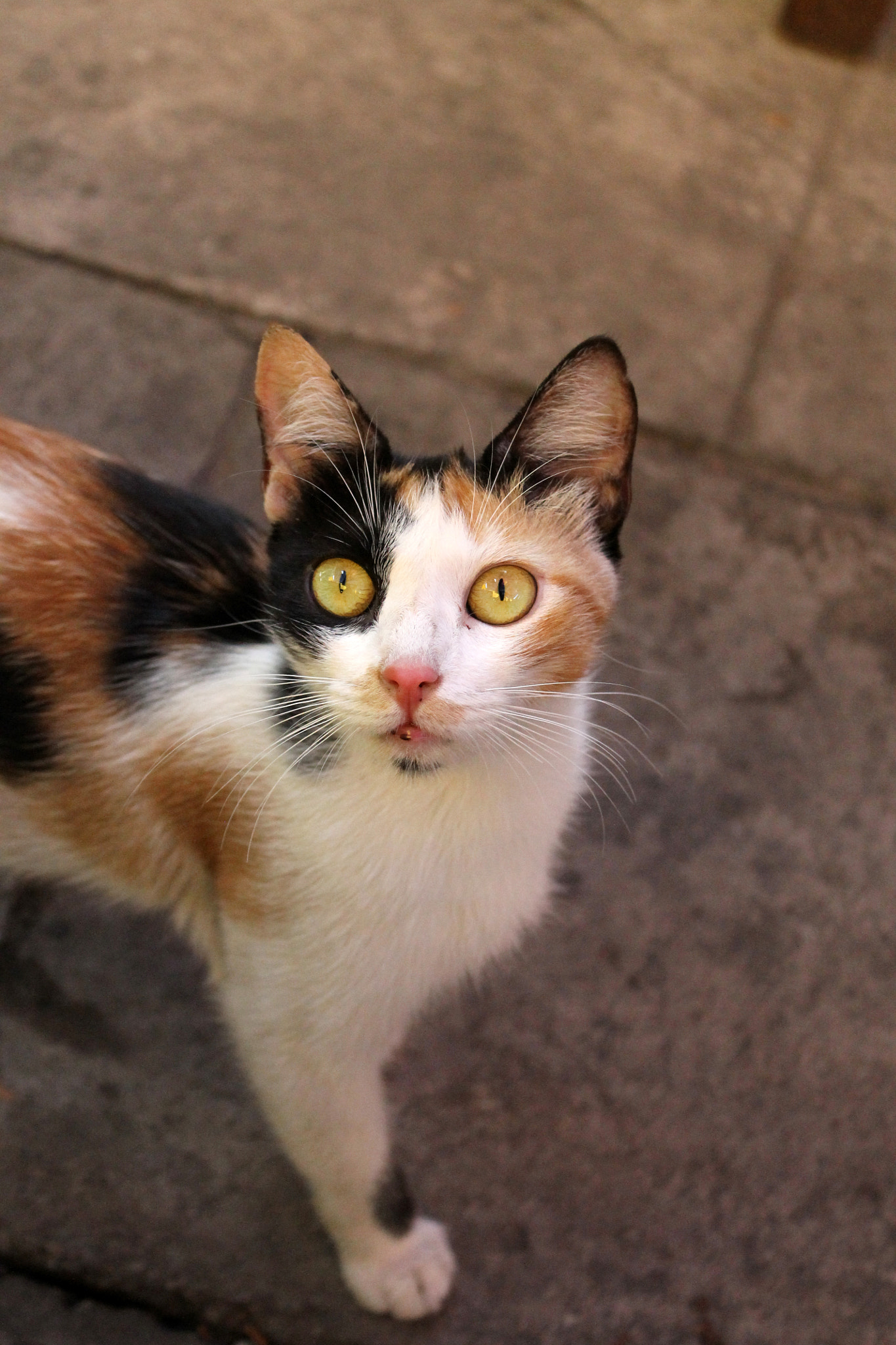 Canon EOS 1100D (EOS Rebel T3 / EOS Kiss X50) sample photo. Austrinus soft kitty photography