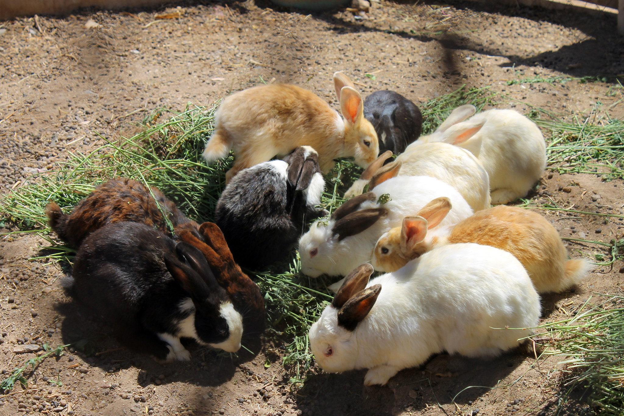 Canon EOS 1100D (EOS Rebel T3 / EOS Kiss X50) sample photo. Austrinus many many rabbits photography
