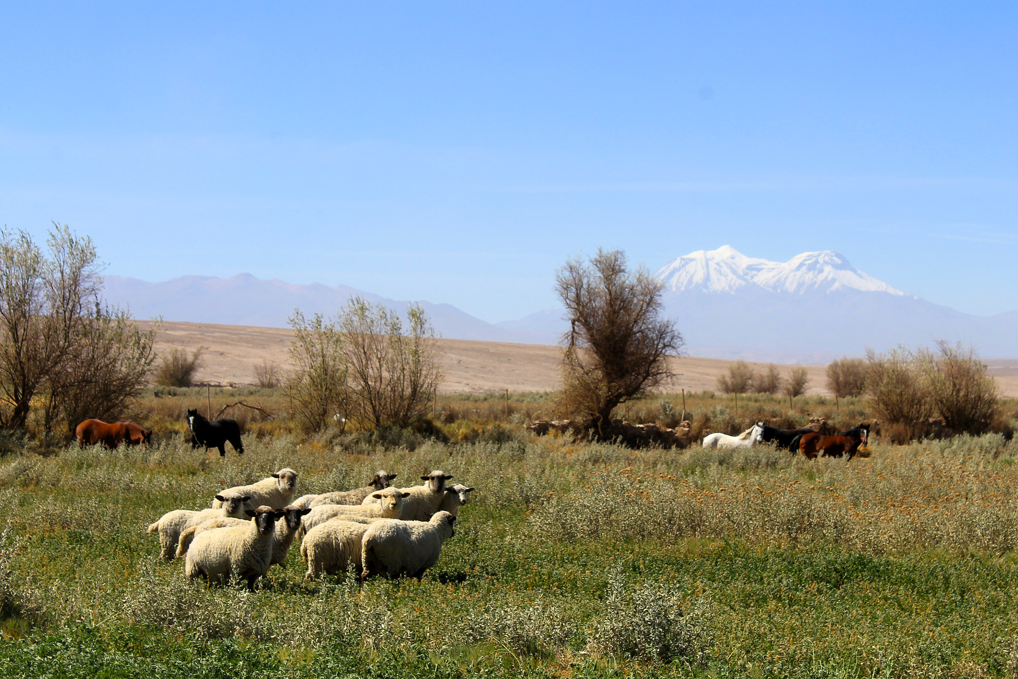 Canon EOS 1100D (EOS Rebel T3 / EOS Kiss X50) sample photo. Austrinus sheeps photography