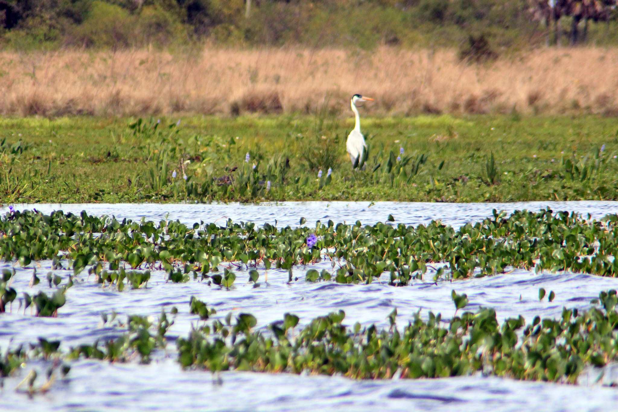 Canon EOS 650D (EOS Rebel T4i / EOS Kiss X6i) + Canon EF 55-200mm F4.5-5.6 II USM sample photo. Austrinus peace at iberá photography