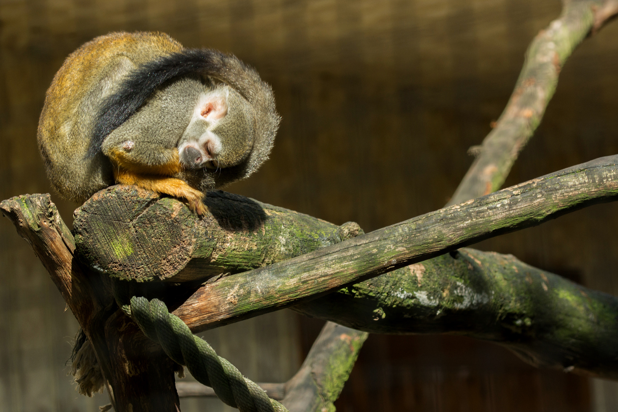 Sony SLT-A65 (SLT-A65V) + 105mm F2.8 sample photo. Monkeys also make powernapping!!! photography