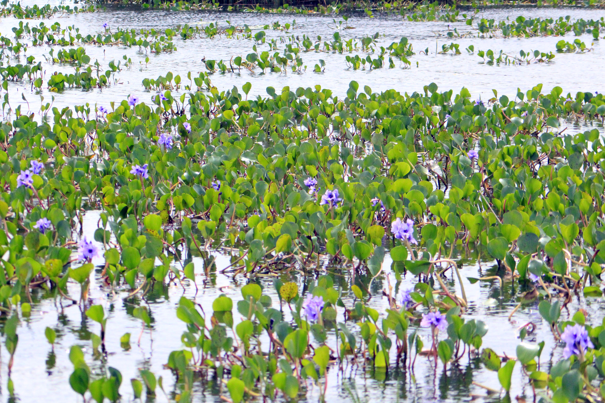 Canon EF 55-200mm F4.5-5.6 II USM sample photo. Austrinus wetlands photography