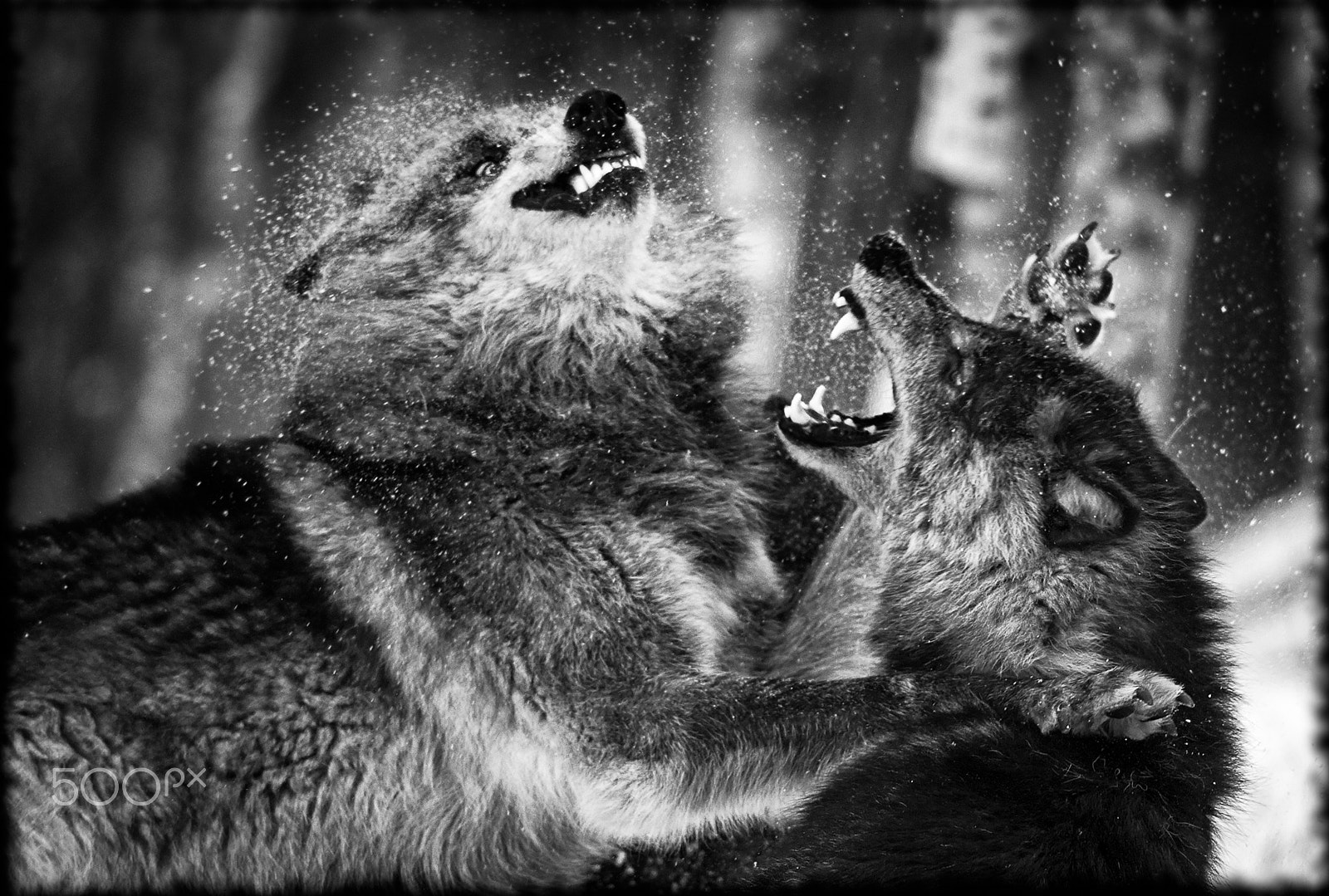 Nikon D4S sample photo. Fight photography