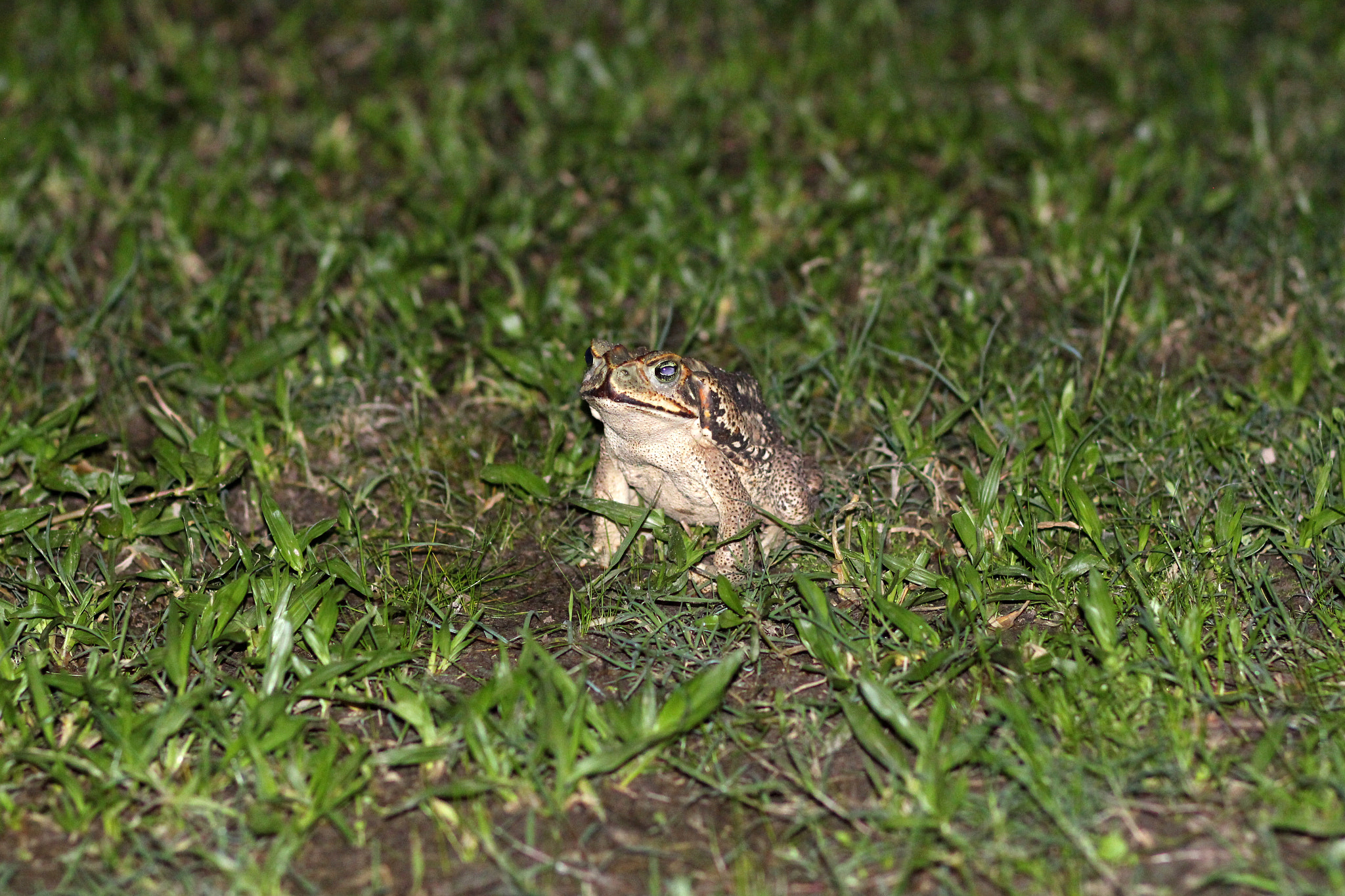 Canon EOS 650D (EOS Rebel T4i / EOS Kiss X6i) + Canon EF 85mm F1.8 USM sample photo. Austrinus curious frog photography