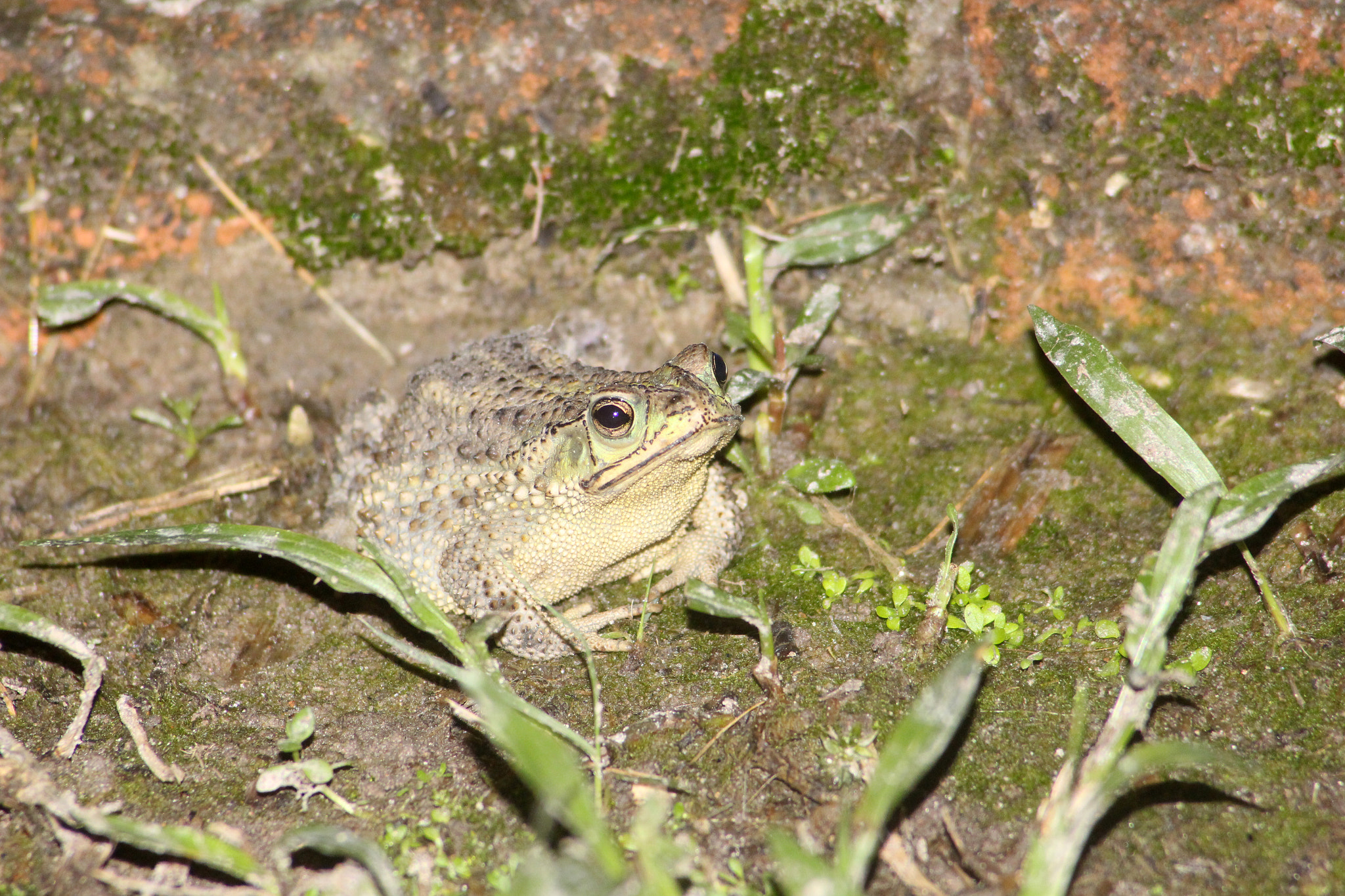 Canon EOS 650D (EOS Rebel T4i / EOS Kiss X6i) + Canon EF 55-200mm F4.5-5.6 II USM sample photo. Austrinus just another frog photography