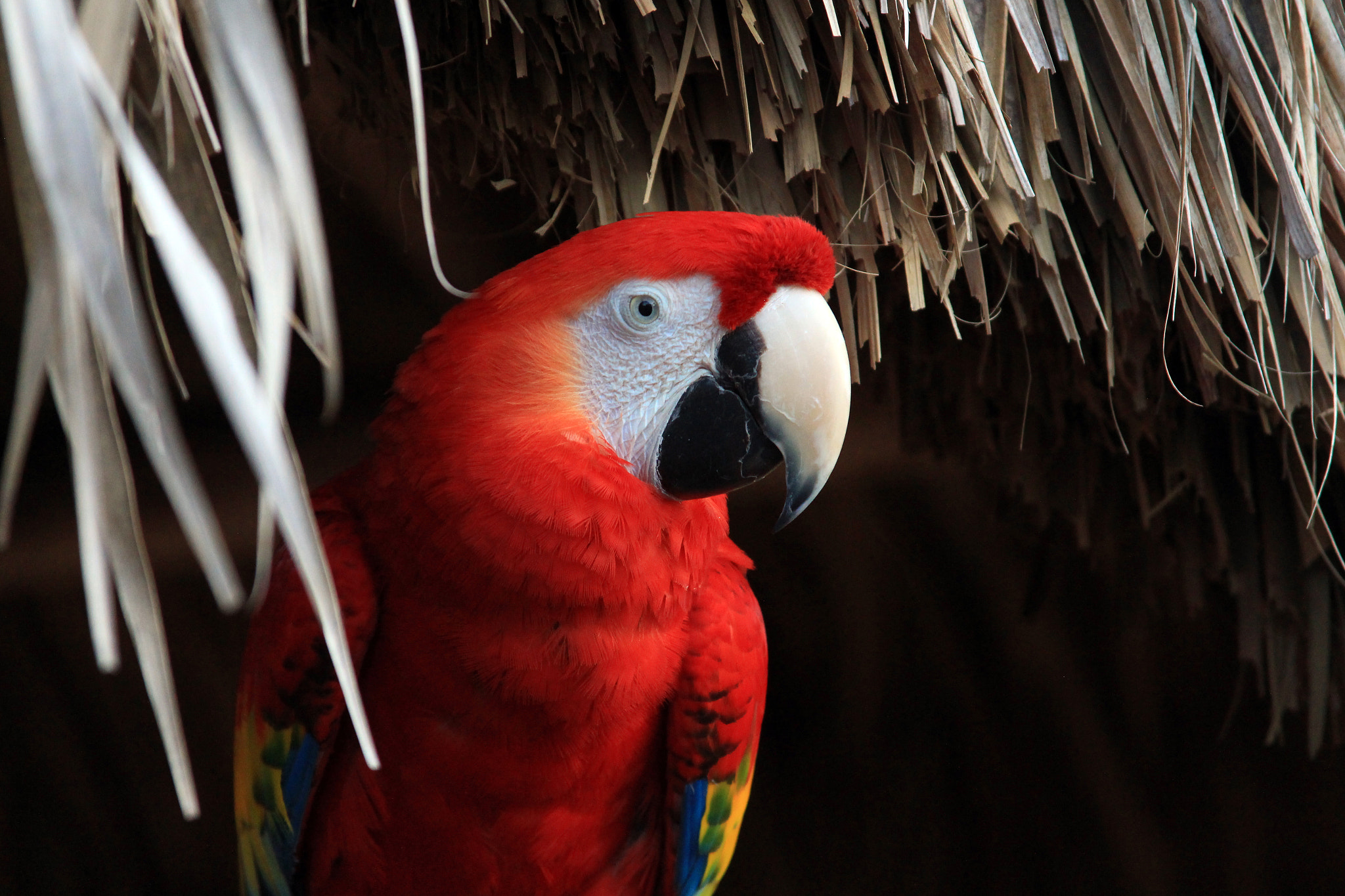 Canon EF 28-135mm F3.5-5.6 IS USM sample photo. Austrinus reddish photography