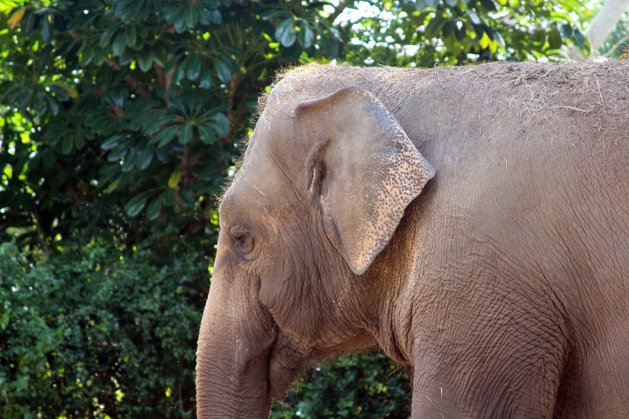 Canon EF 28-135mm F3.5-5.6 IS USM sample photo. Austrinus old elephant photography