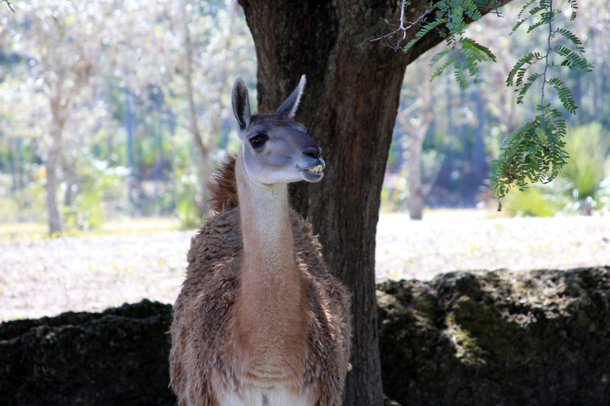 Canon EF 28-135mm F3.5-5.6 IS USM sample photo. Austrinus nice teeth photography