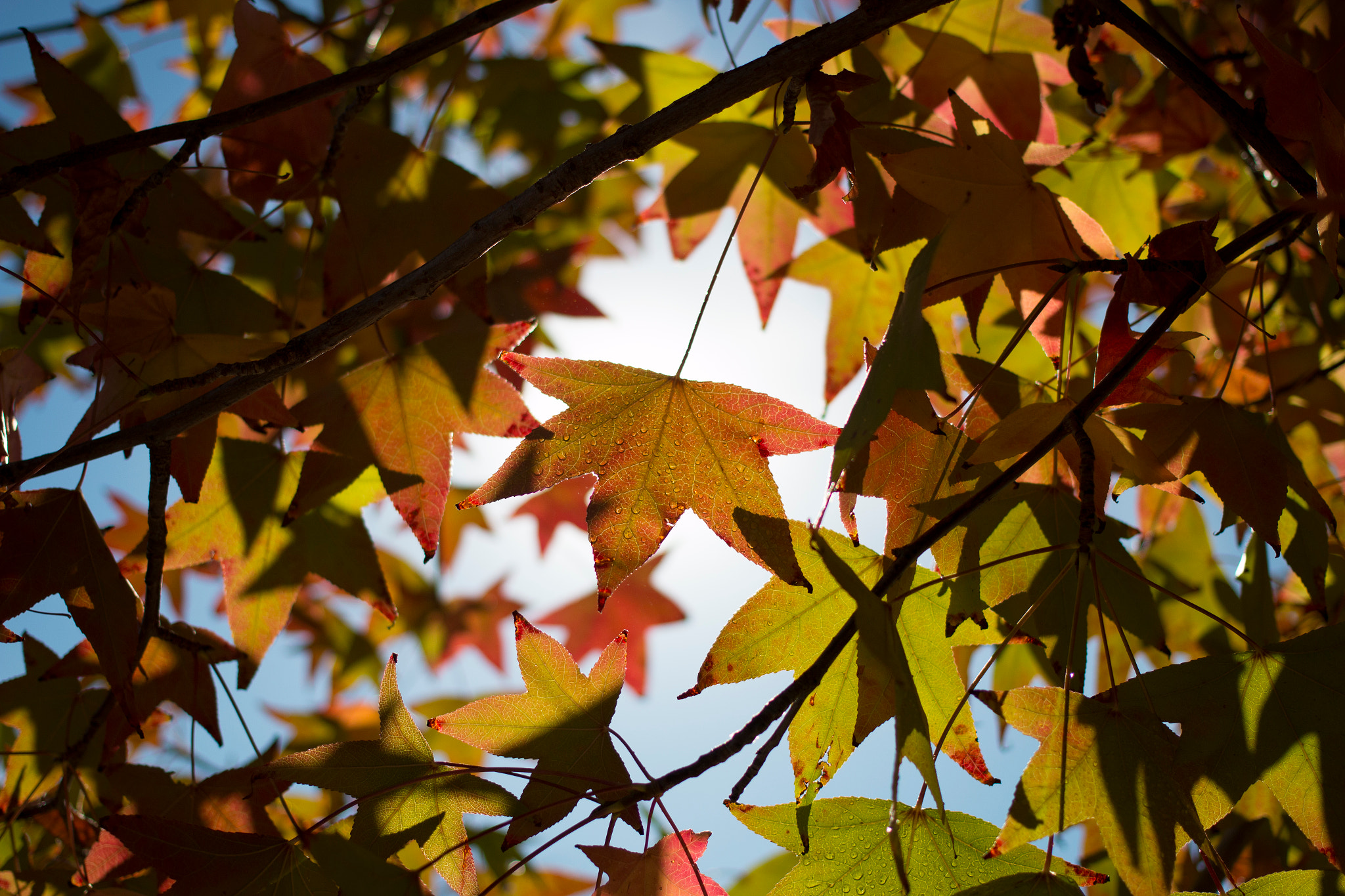 Canon EOS 70D + Canon EF 40mm F2.8 STM sample photo. Autumn views  photography