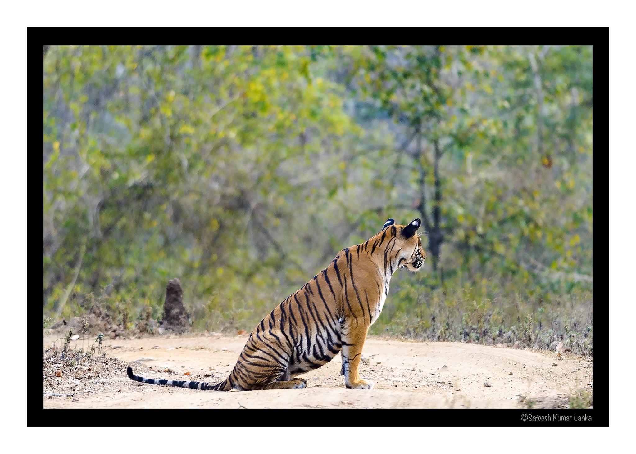 Nikon D5100 sample photo. || tigress || photography