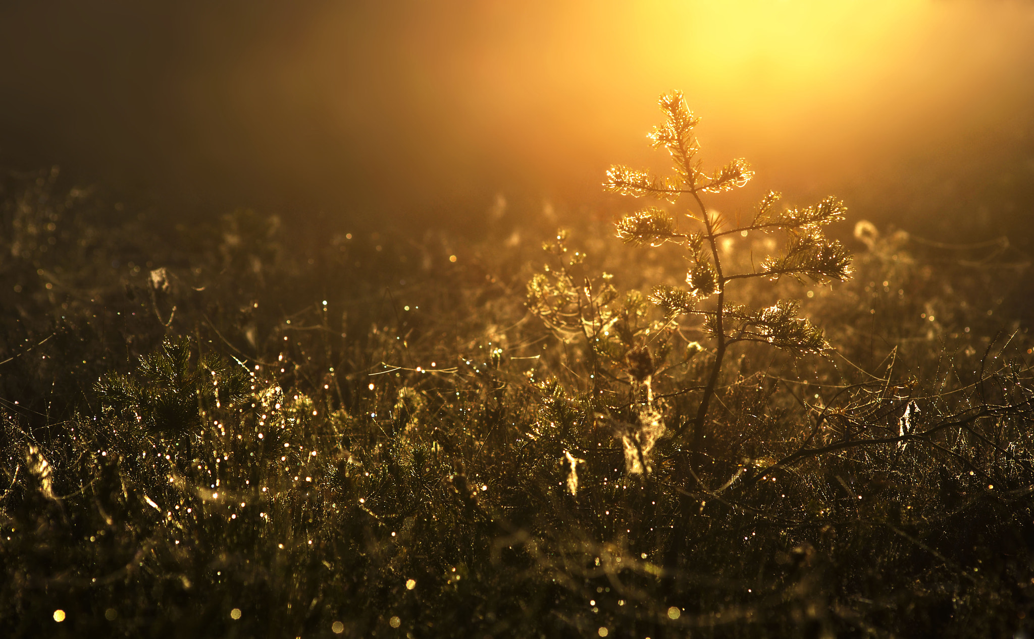 Sigma 70-300mm F4-5.6 APO DG Macro sample photo. Light in the bog photography