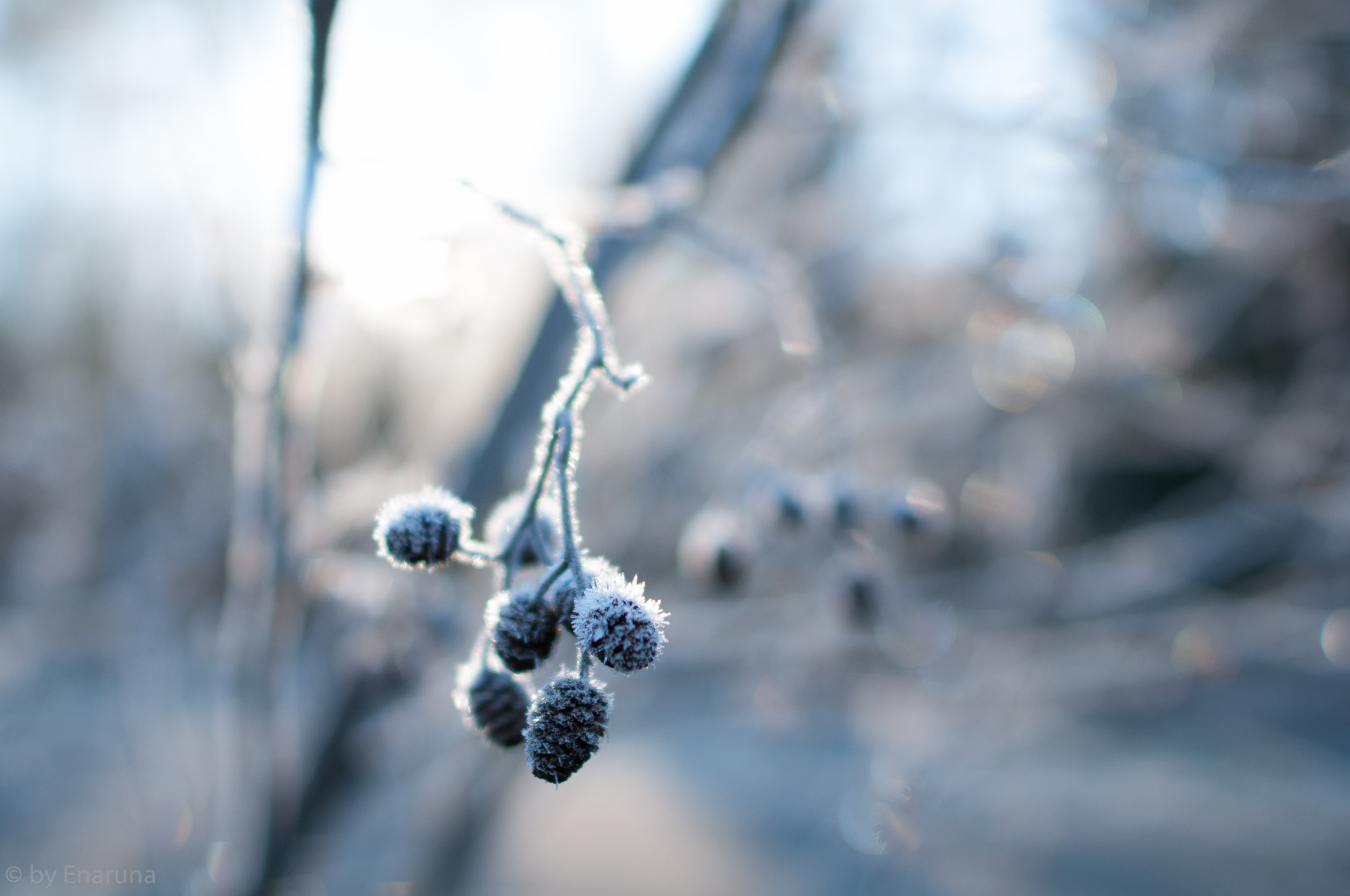 Nikon D300S sample photo. Alder cones on a wintermorning photography