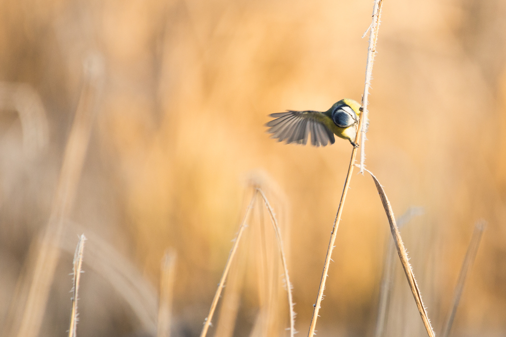 150-600mm F5-6.3 DG OS HSM | Contemporary 015 sample photo. Seedfriend on fire photography