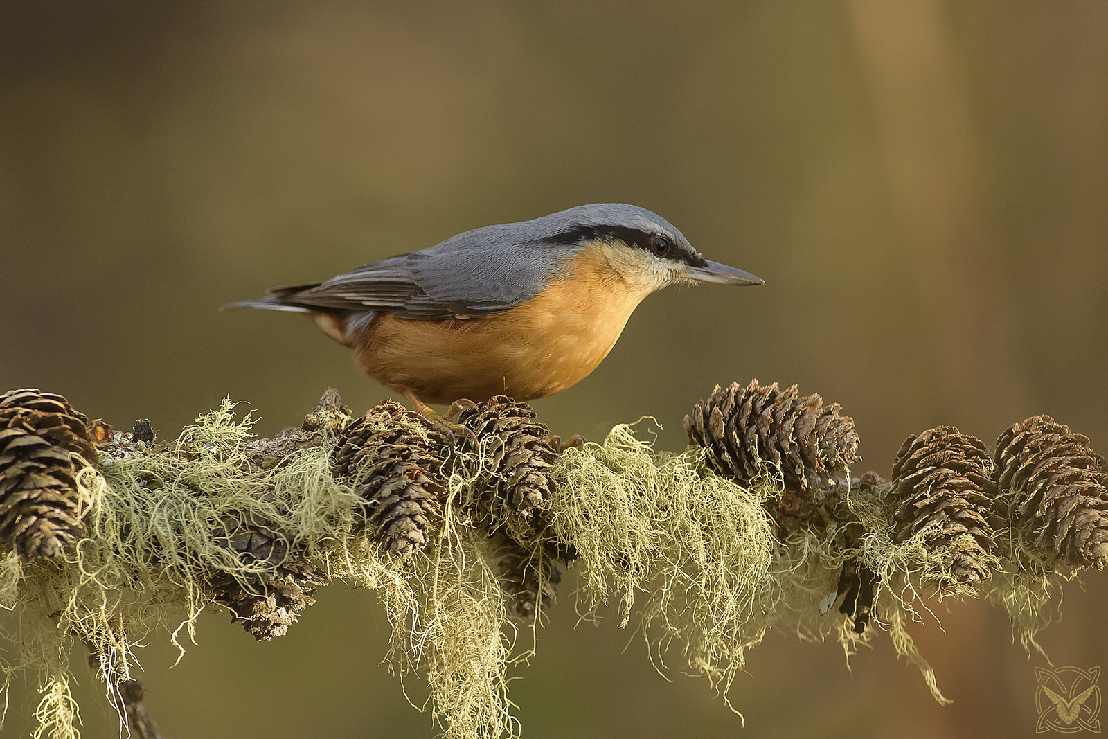 Nikon AF-S Nikkor 300mm F2.8G ED VR II sample photo. Sitta europaea - picchio muratore - sittelle torchepot photography