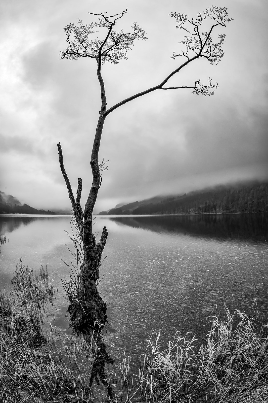 Canon EF 8-15mm F4L Fisheye USM sample photo. Buttermere tree 3 photography
