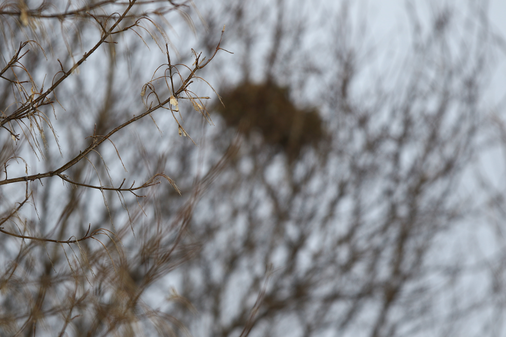 Canon EOS 7D Mark II + Canon EF 300mm F2.8L IS USM sample photo. Ice nest photography