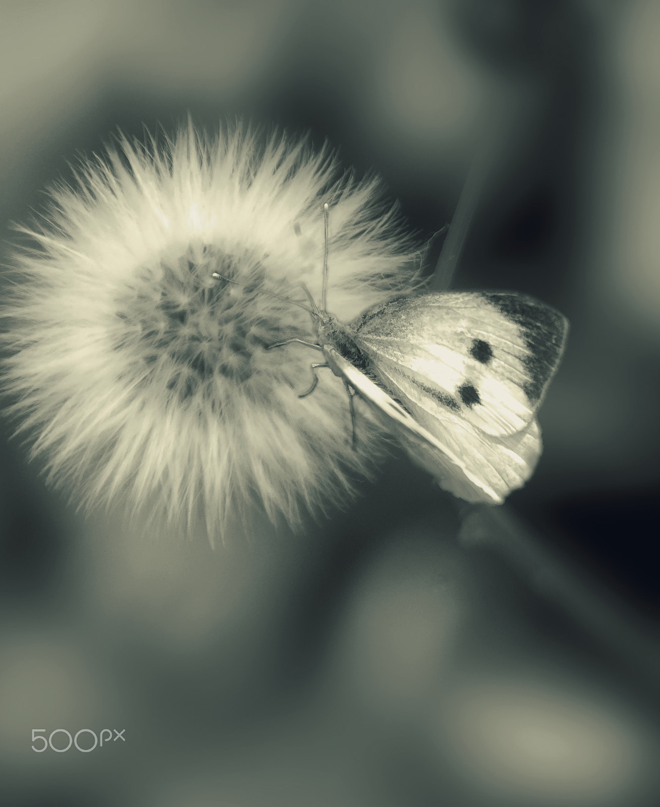 Pentax smc DA 50-200mm F4-5.6 ED WR sample photo. Butter fly post photography
