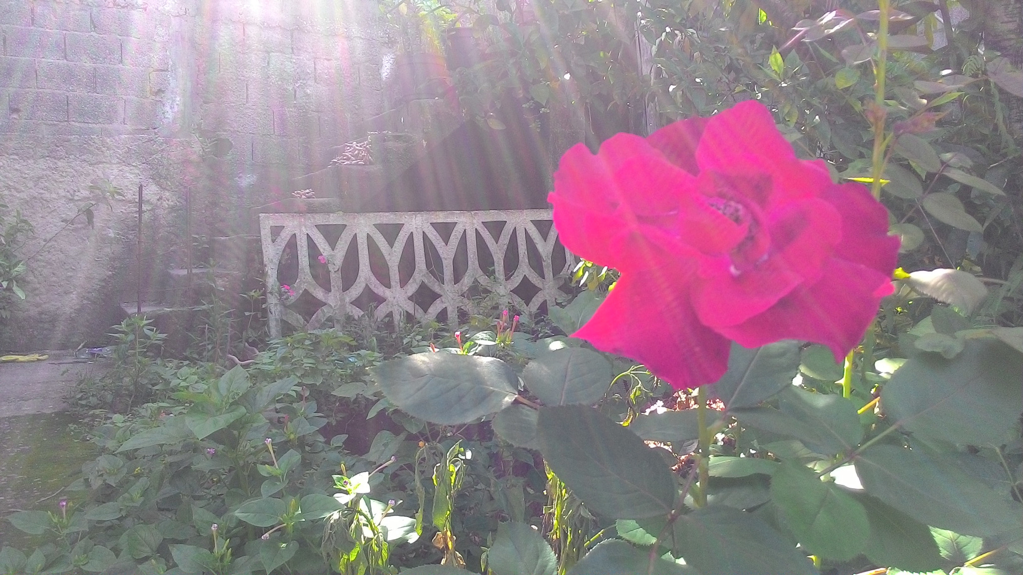 ASUS T00J sample photo. Yard photography
