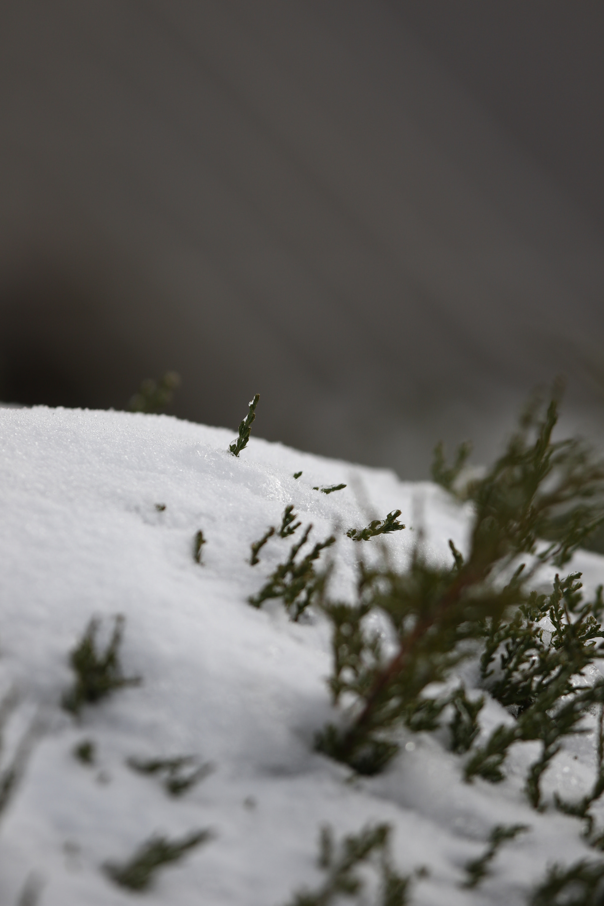 Canon EF 300mm F2.8L IS USM sample photo. Defrost photography