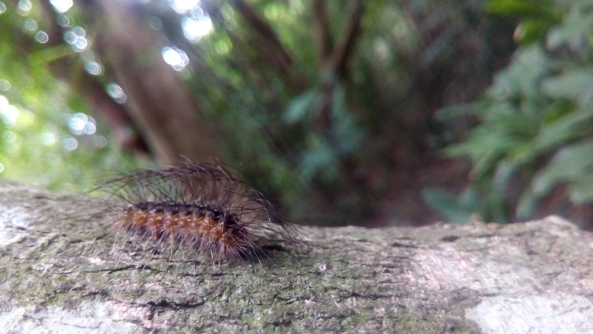 ASUS Zenfone Go (ASUS_Z00VD) sample photo