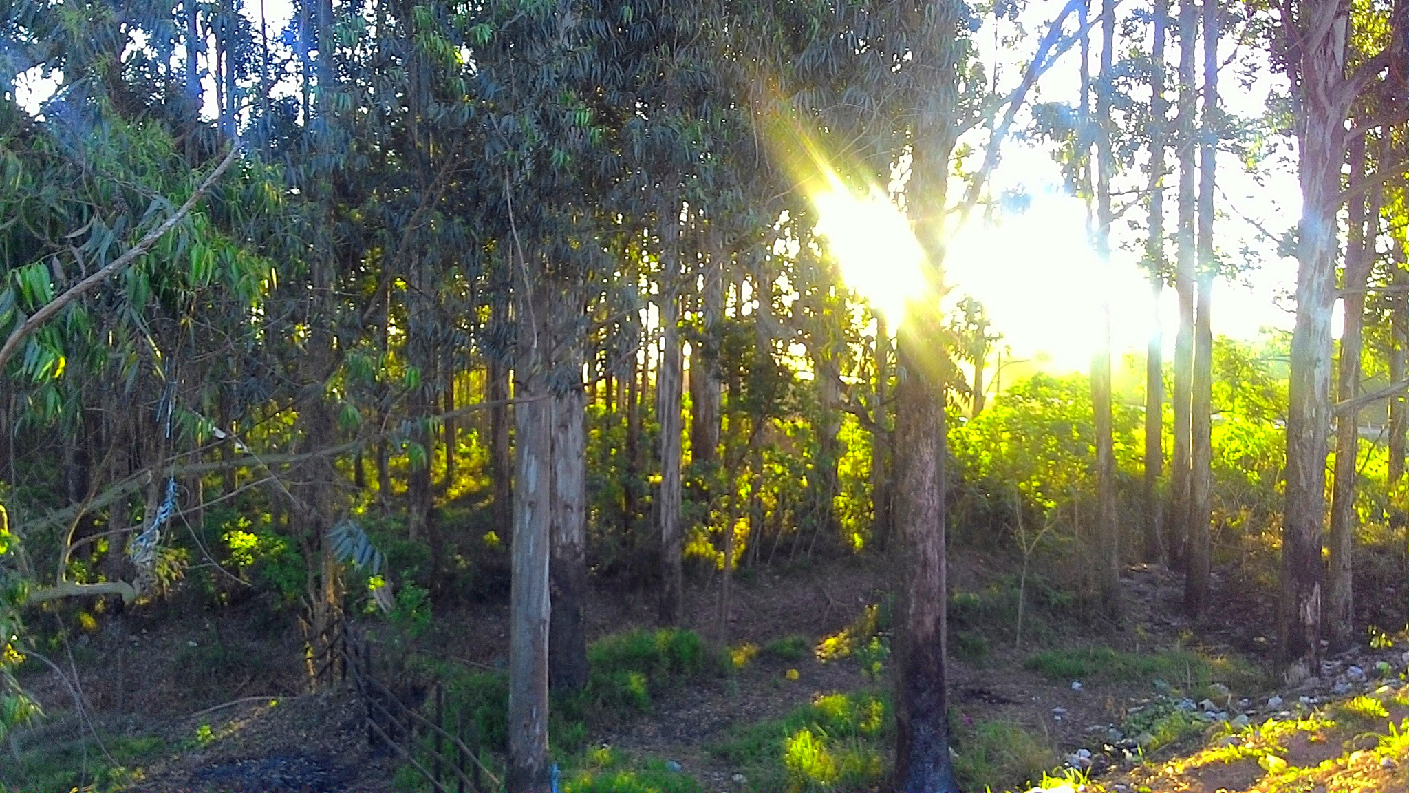 ASUS T00J sample photo. River woods photography