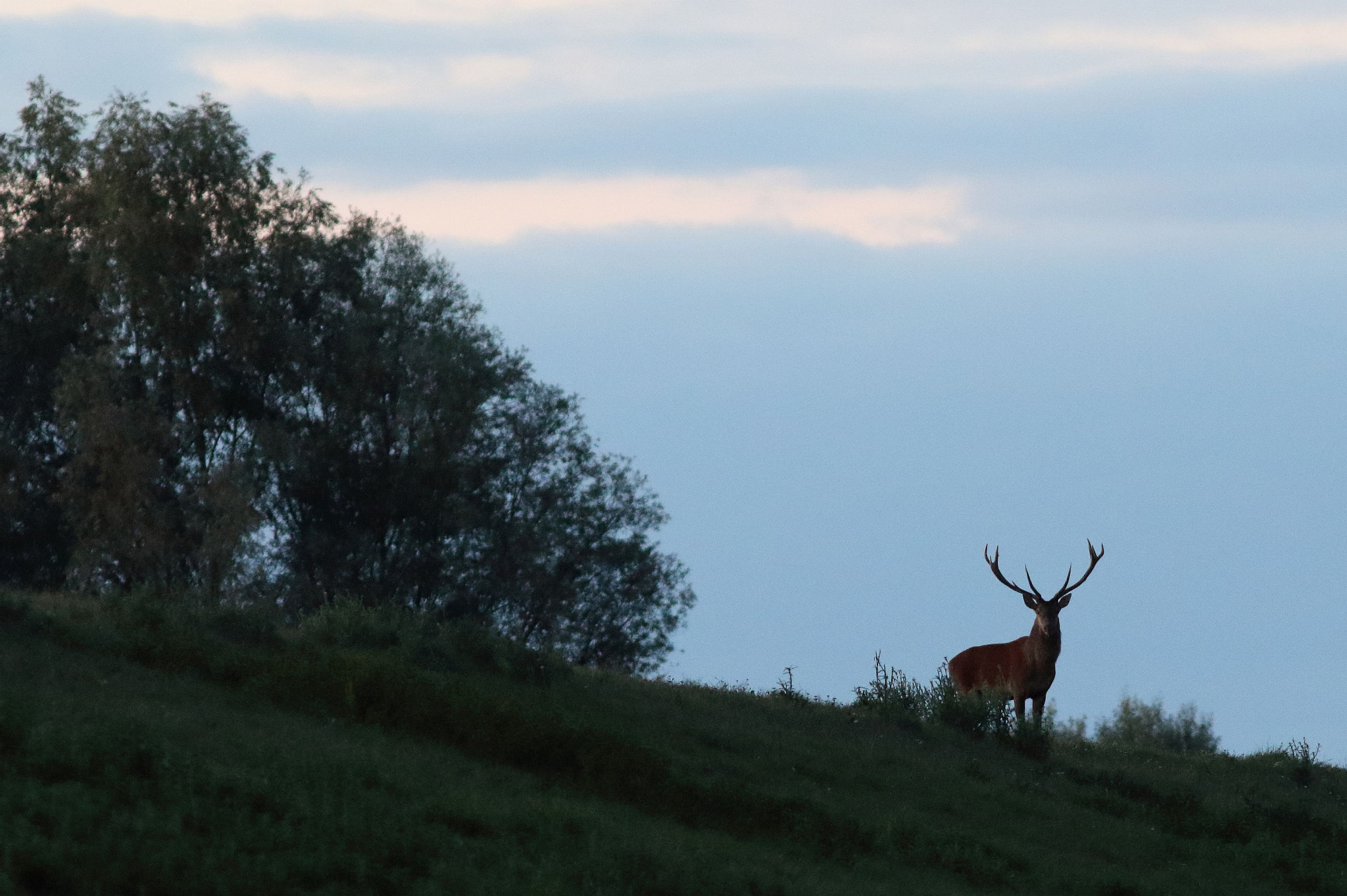 Canon EF 300mm F4L IS USM sample photo. Danube dyke. croatia. septembre 2015. photography