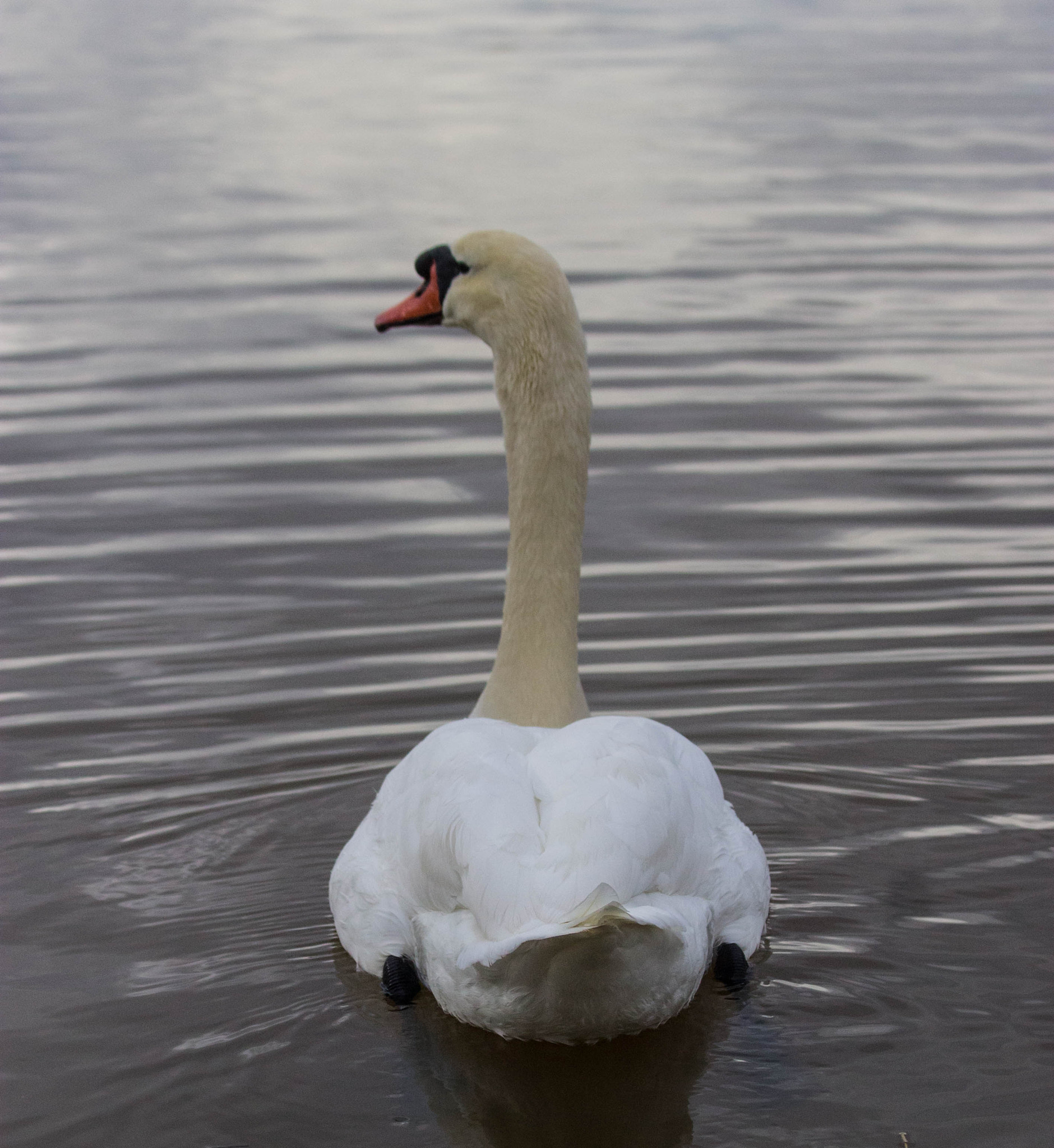 Canon EF 70-300mm F4-5.6 IS USM sample photo. Cygne tuberculé photography