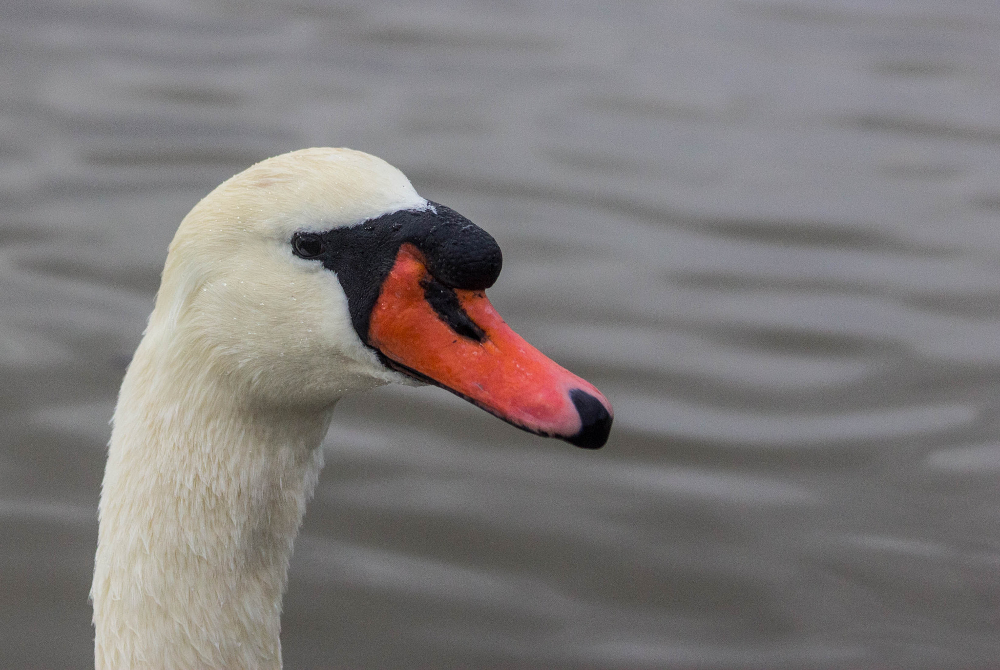 Canon EF 70-300mm F4-5.6 IS USM sample photo. Cygne tuberculé photography