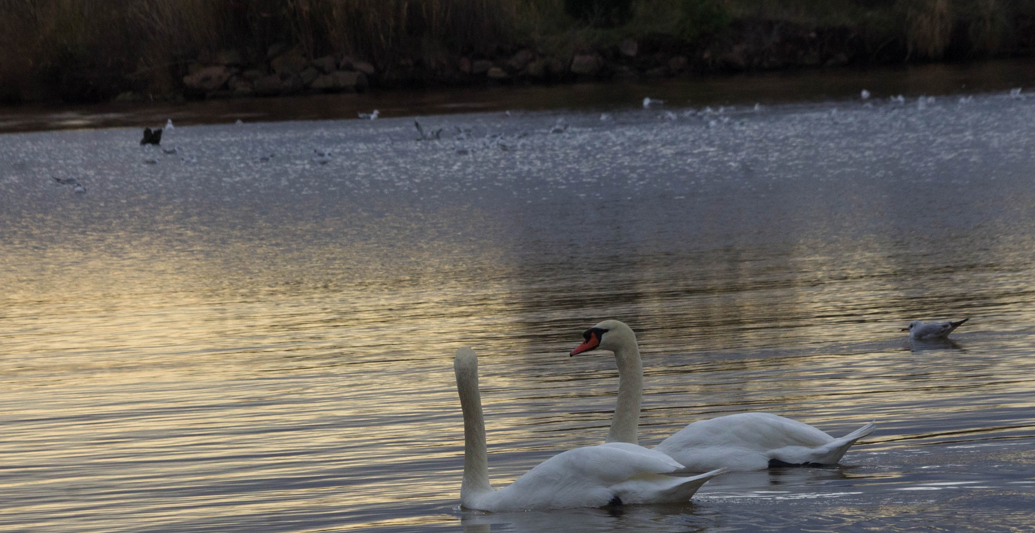 Canon EF 70-300mm F4-5.6 IS USM sample photo. Cygne tuberculé photography