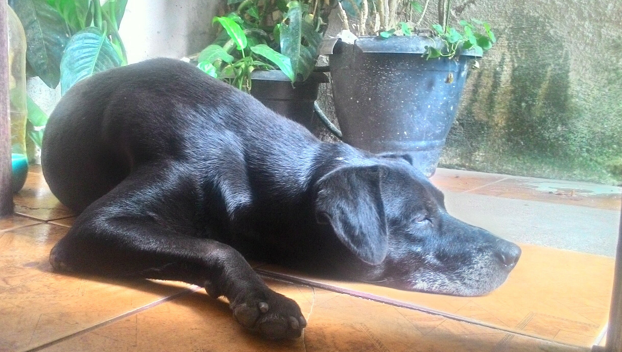 ASUS T00J sample photo. Afternoon nap photography