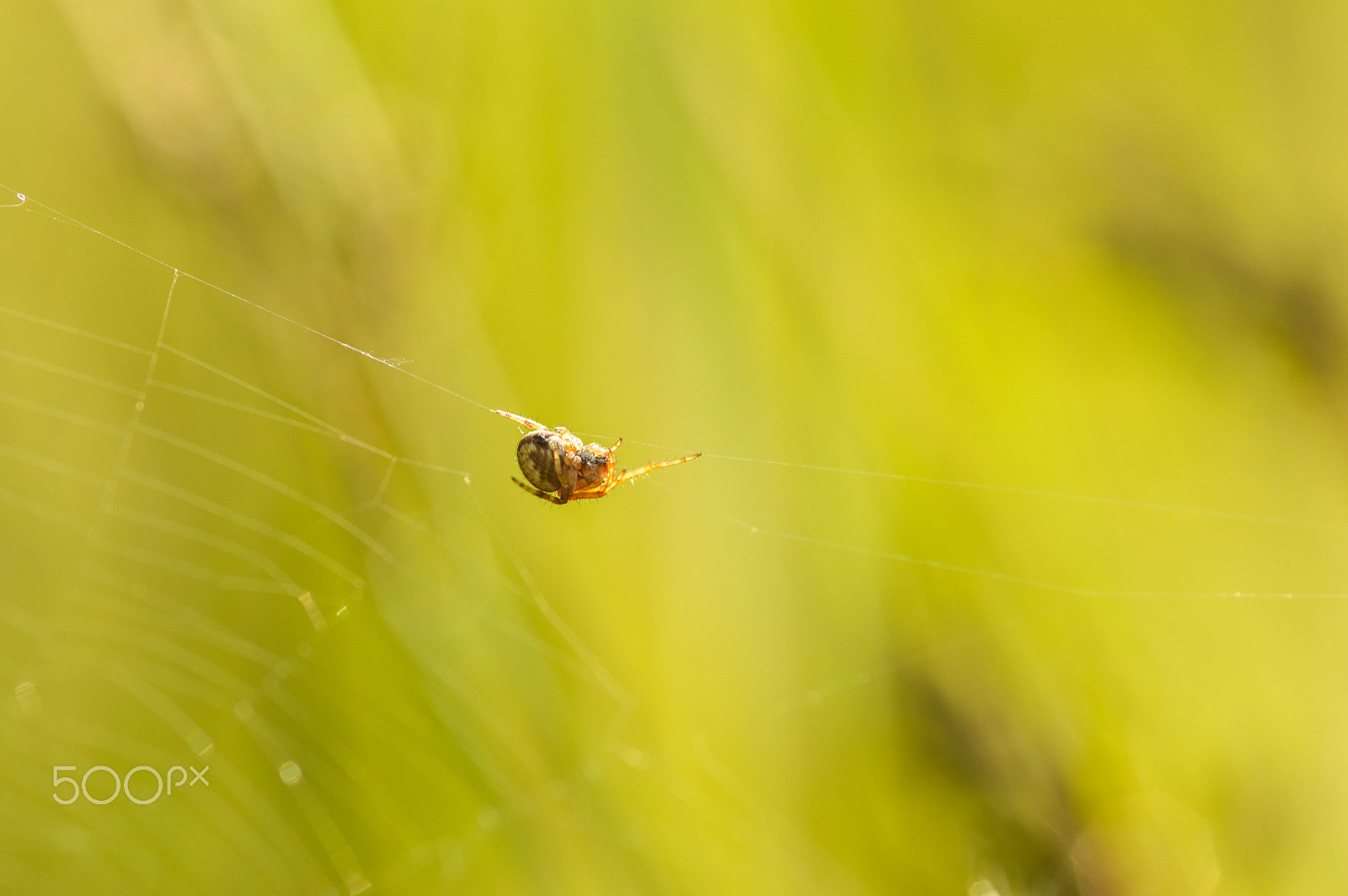 Nikon D3200 + Sigma 105mm F2.8 EX DG Macro sample photo. Little spider photography