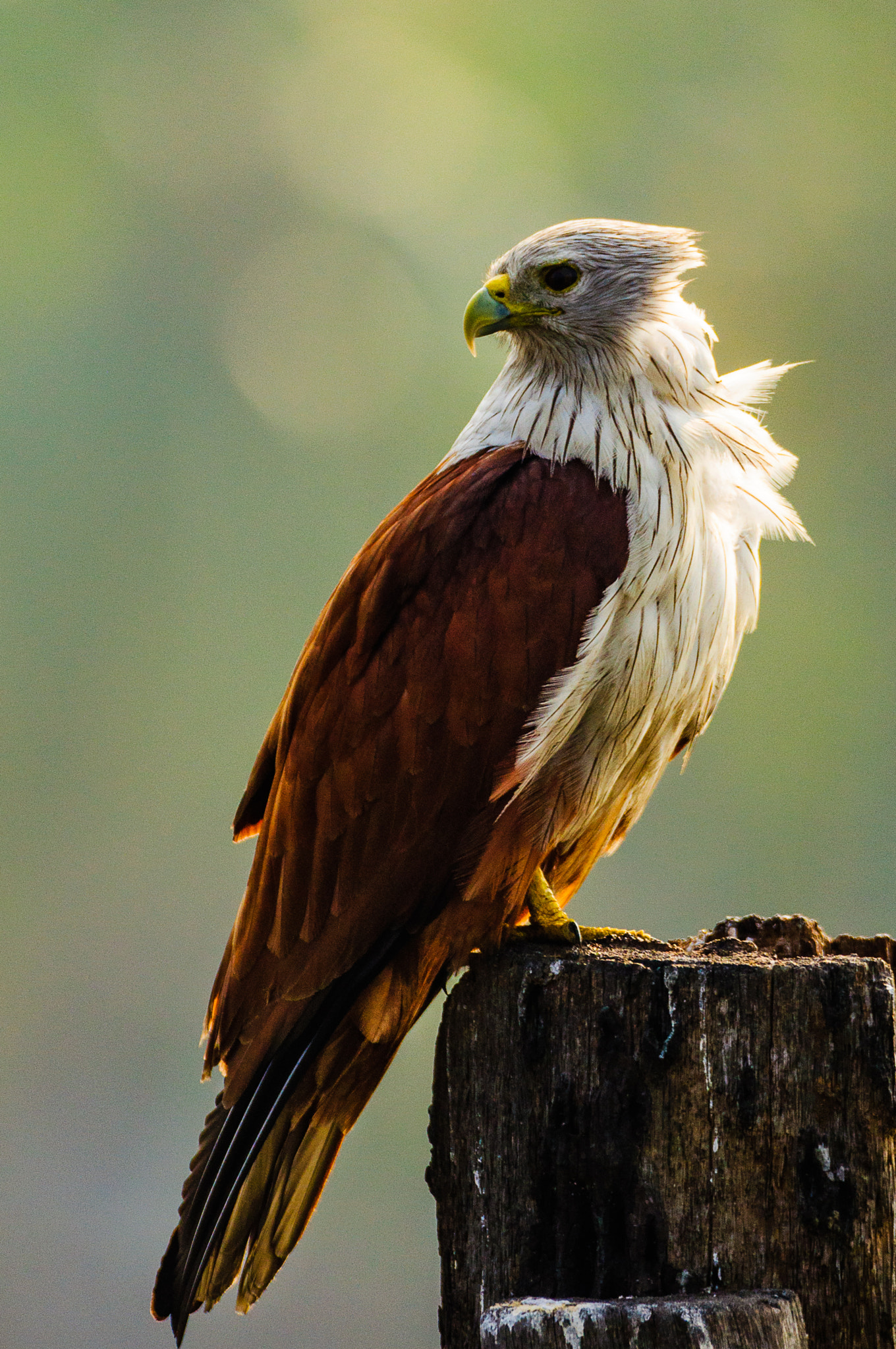 Sigma 150-600mm F5-6.3 DG OS HSM | C sample photo. Backlit brahminy photography