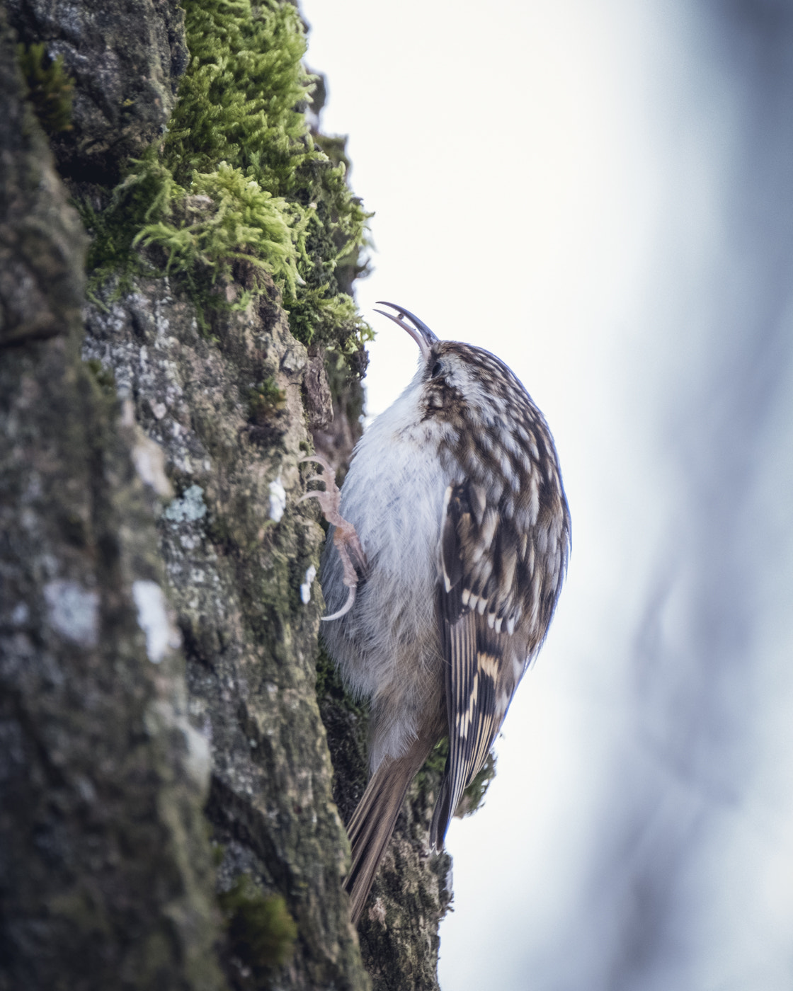 Fujifilm XF 100-400mm F4.5-5.6 R LM OIS WR sample photo. Grimpereau photography