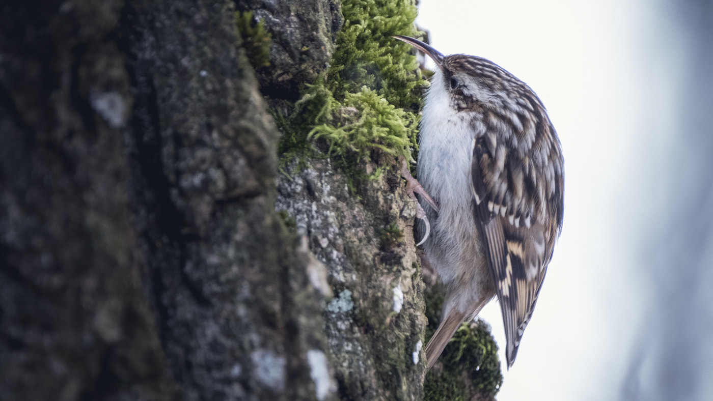 Fujifilm XF 100-400mm F4.5-5.6 R LM OIS WR sample photo. Grimpereau photography