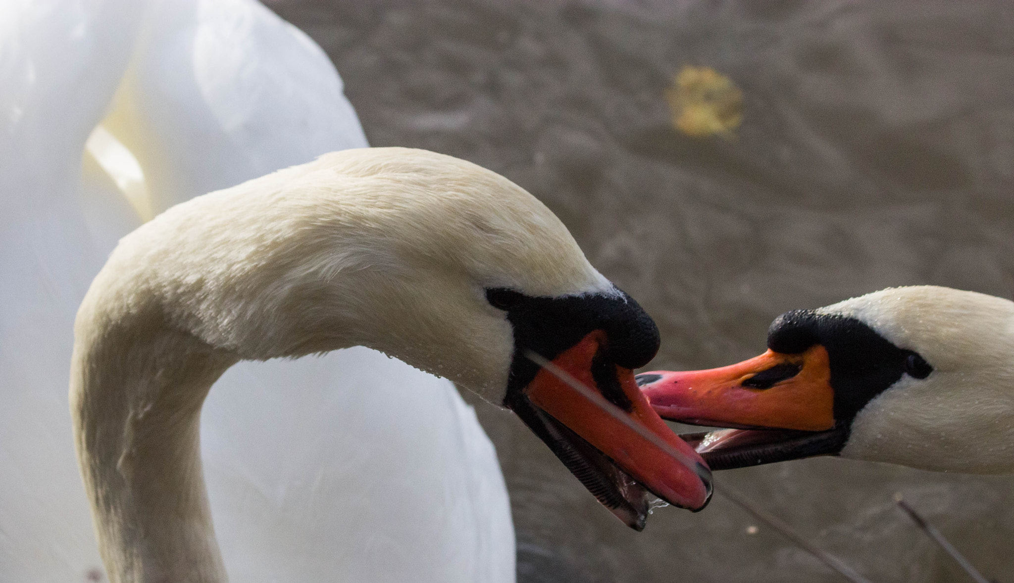 Canon EF 70-300mm F4-5.6 IS USM sample photo. Couple cygne becs photography