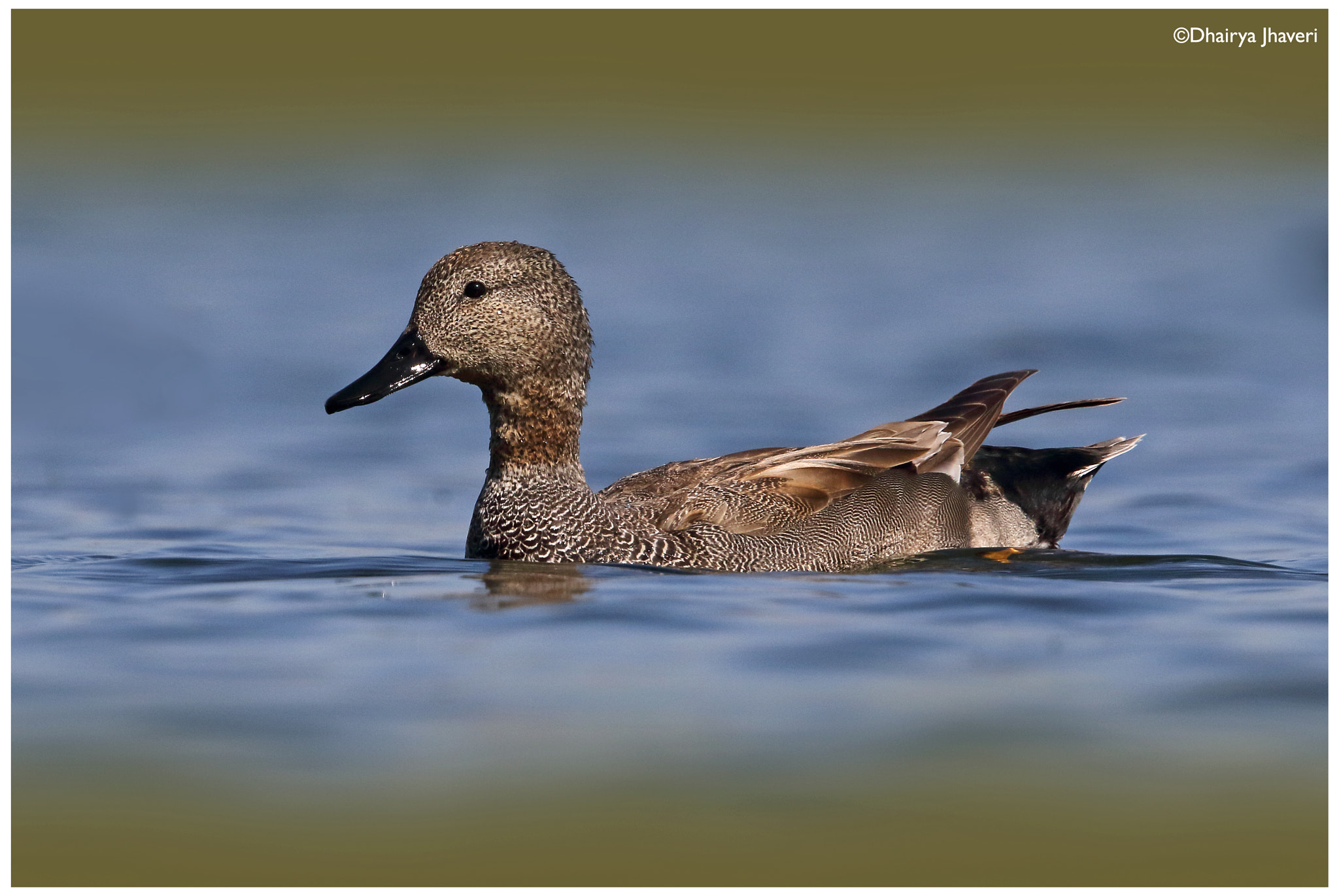 Canon EF 500mm F4L IS II USM sample photo. Gadwall ♂ photography