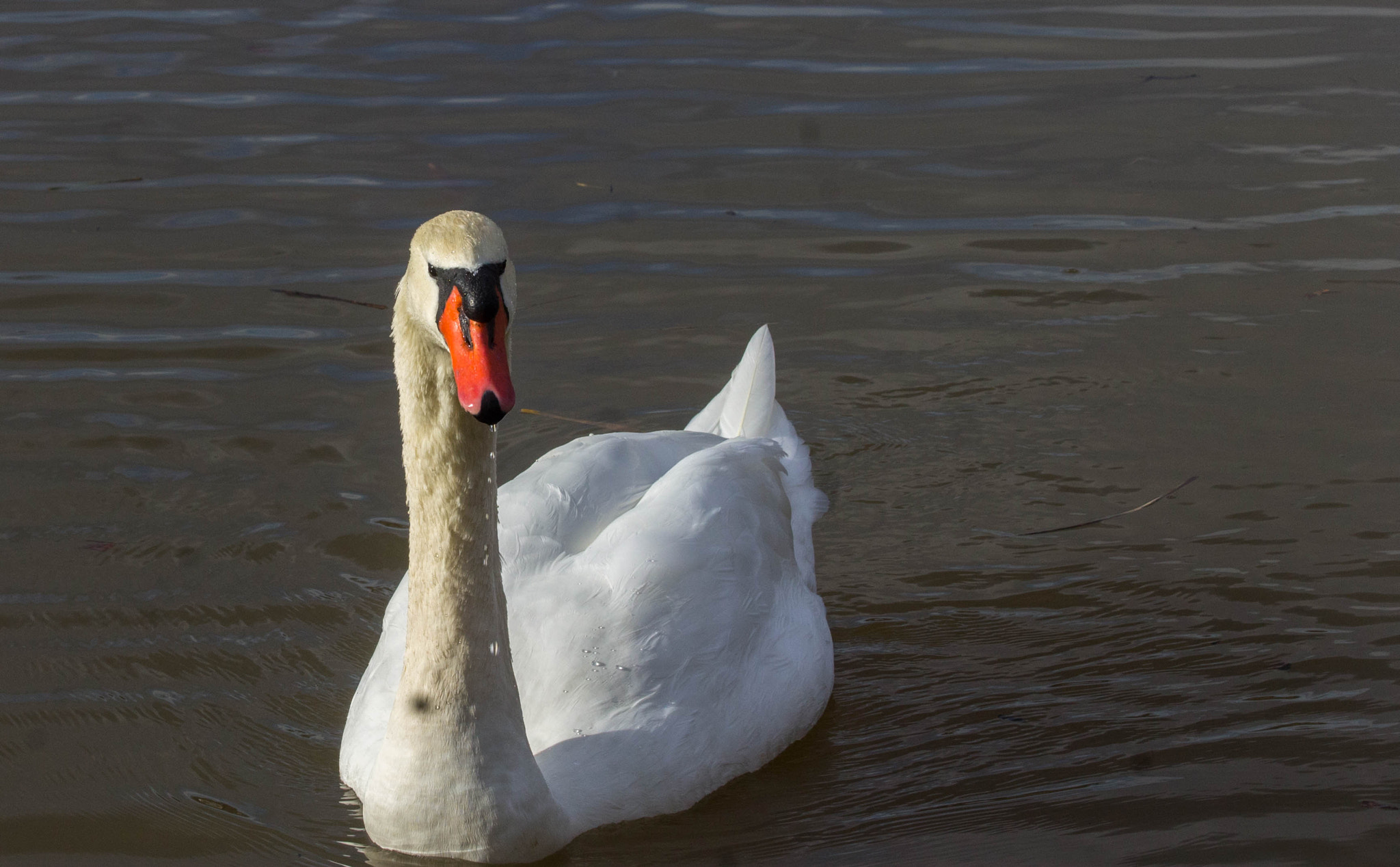 Canon EF 70-300mm F4-5.6 IS USM sample photo. Cygne entier face photography