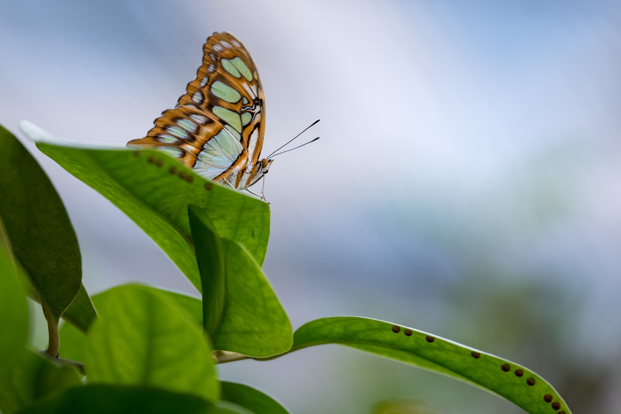 Nikon Nikkor AF-S 300mm F4E PF ED VR sample photo. #065 - butterfly photography