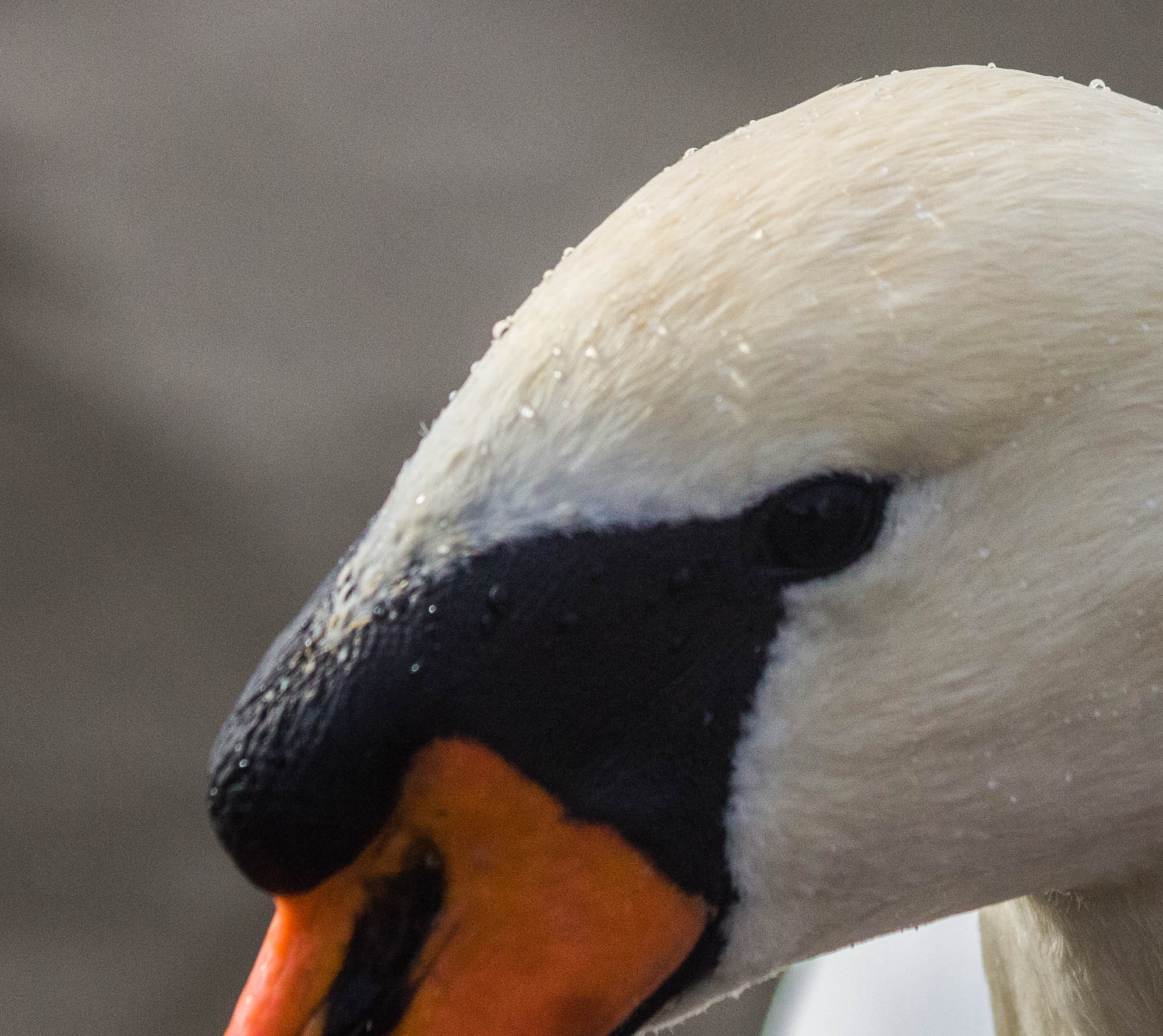 Canon EF 70-300mm F4-5.6 IS USM sample photo. Oeil du cygne photography