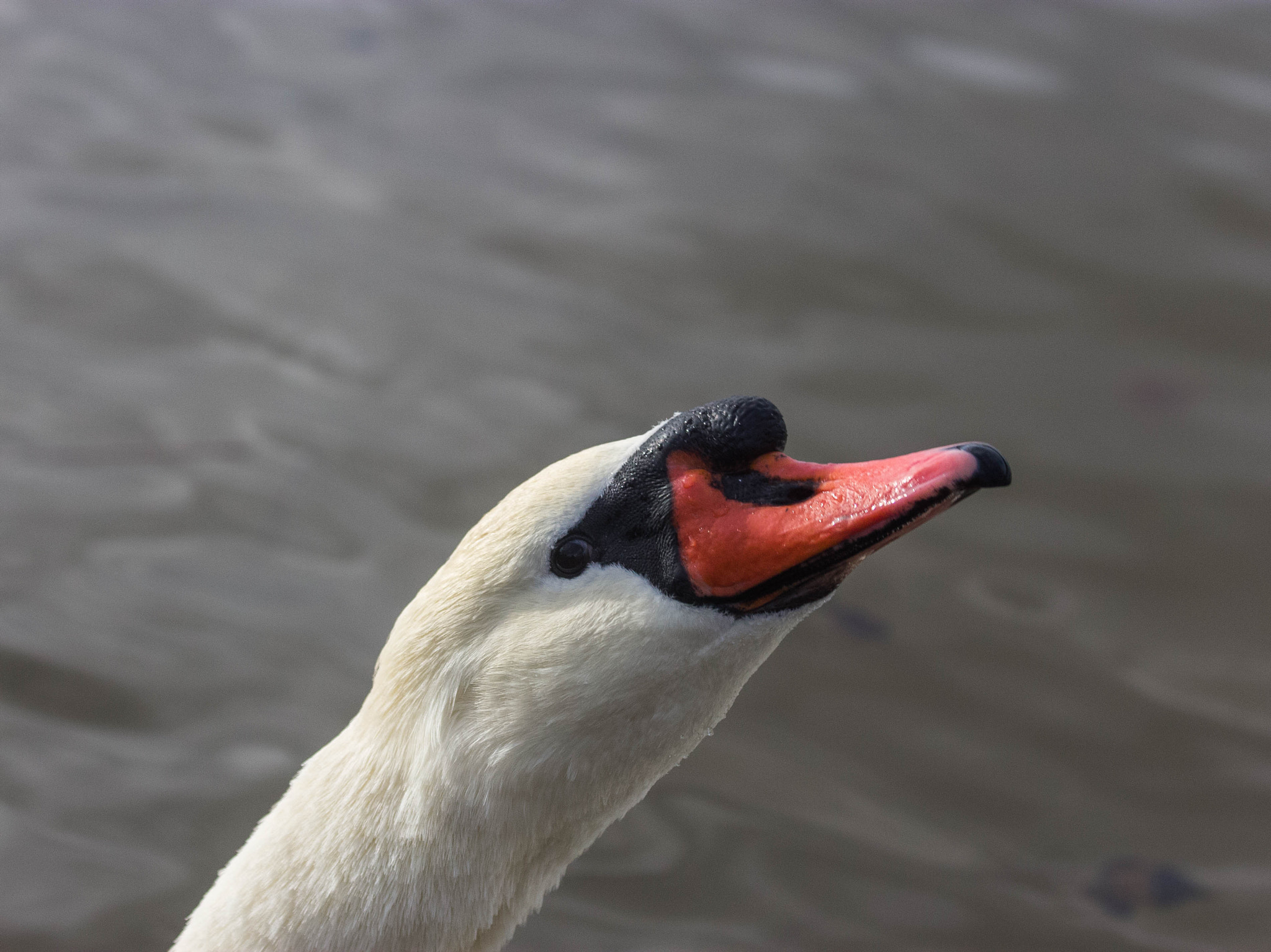 Canon EF 70-300mm F4-5.6 IS USM sample photo. Portrait cygne tete en l'air top photography