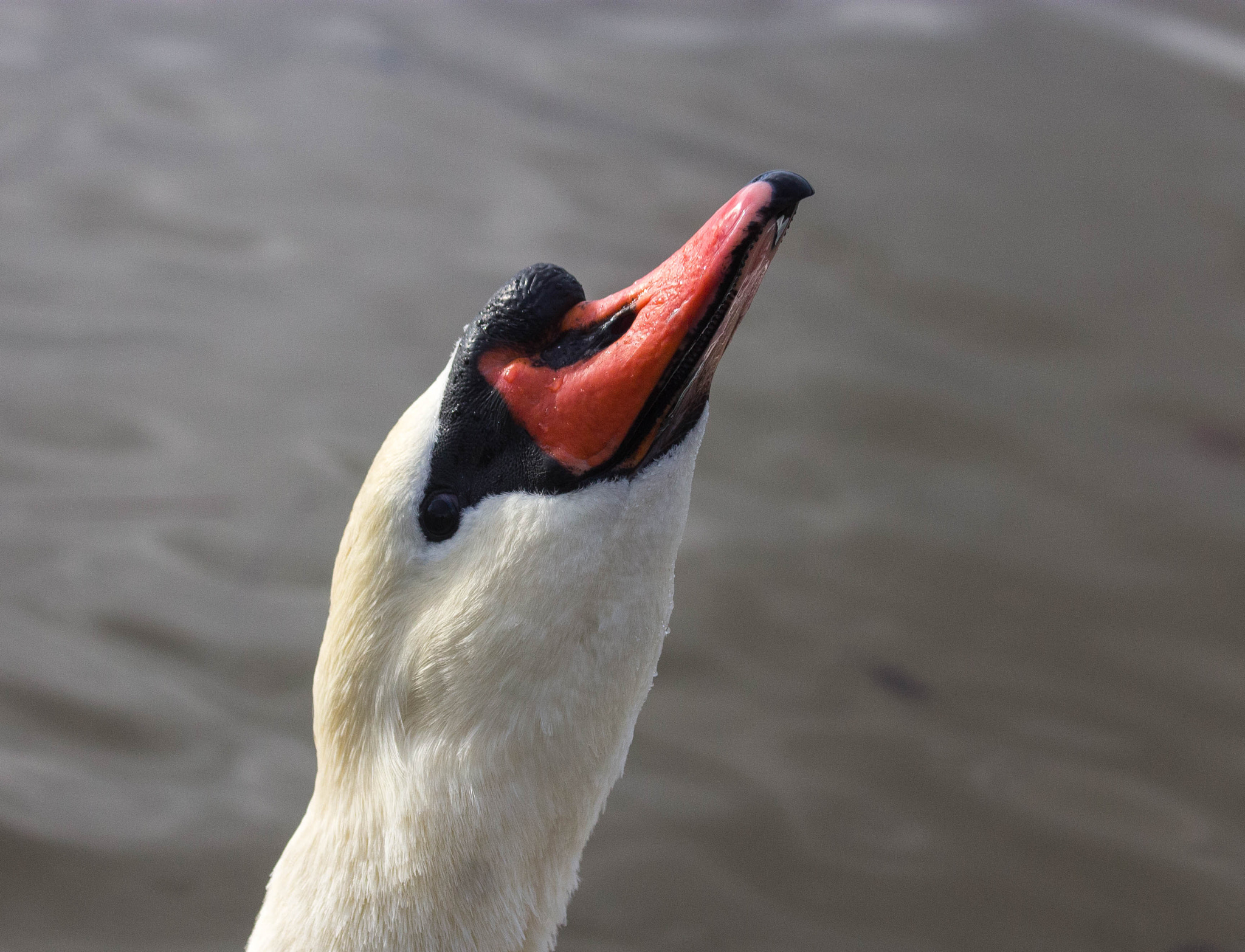 Canon EF 70-300mm F4-5.6 IS USM sample photo. Portrait cygne tete en l'air top photography