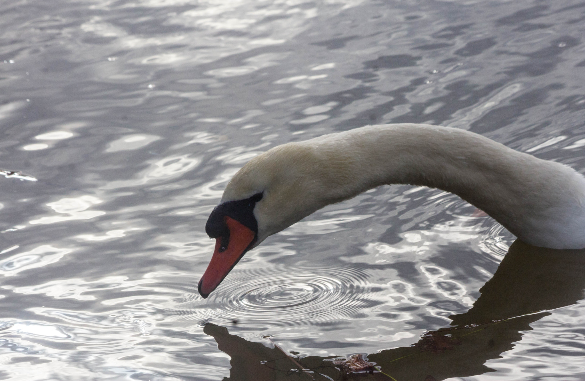 Canon EF 70-300mm F4-5.6 IS USM sample photo. Cygne façon nessy photography